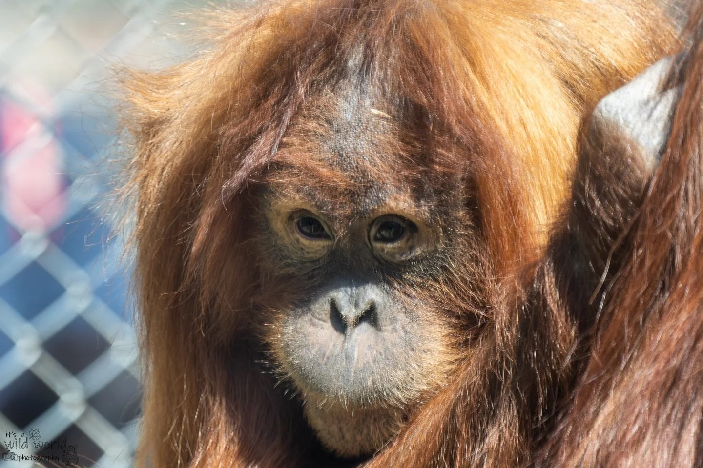 π§‘
This is Rieke, a 10 year old female Sumatran Orangutan. She resides in the orangutan nursery at Monkey World Ape Rescue Centre @mwaperescue.
π¦§: Female Sumatran Orangutan (Pongo abelii)
π: Monkey World Ape Rescue Centre, Dorset π¬π§
π·: @cano