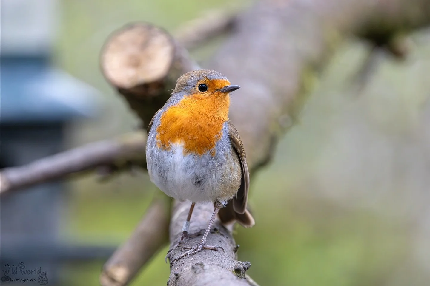 Cheeky Beak of the Week!
π¦: Robin Redreast / European Robin (Erithacus rubecula)
π·: @canonuk EOS R & @sigmauk Lens
π: Woods Mill, Sussex π¬π§
High quality prints and other items such as clothing, mugs, and tote bags are available in store.