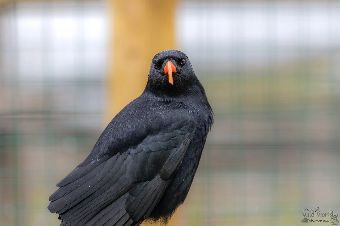 Beak of the week!
Big Beak Manifesto: big beaks are the best, get high all the time.
Bird: Red-billed chough (Pyrrhocorax pyrrhocorax)
π Surrey, UK π¬π§
π· @canonuk + @sigmauk Lens
High quality prints and other items such as clothing, mugs, and