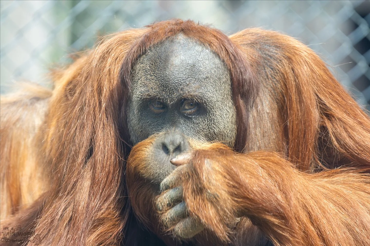 Who, me?
This is Bulu Mata, an 11 year old male (birthday today π₯³) Sumatran Orangutan. He resides in the orangutan nursery at Monkey World Ape Rescue Centre @mwaperescue.
π¦§: Male Sumatran Orangutan (Pongo abelii)
π: Monkey World Ape Rescue Cen