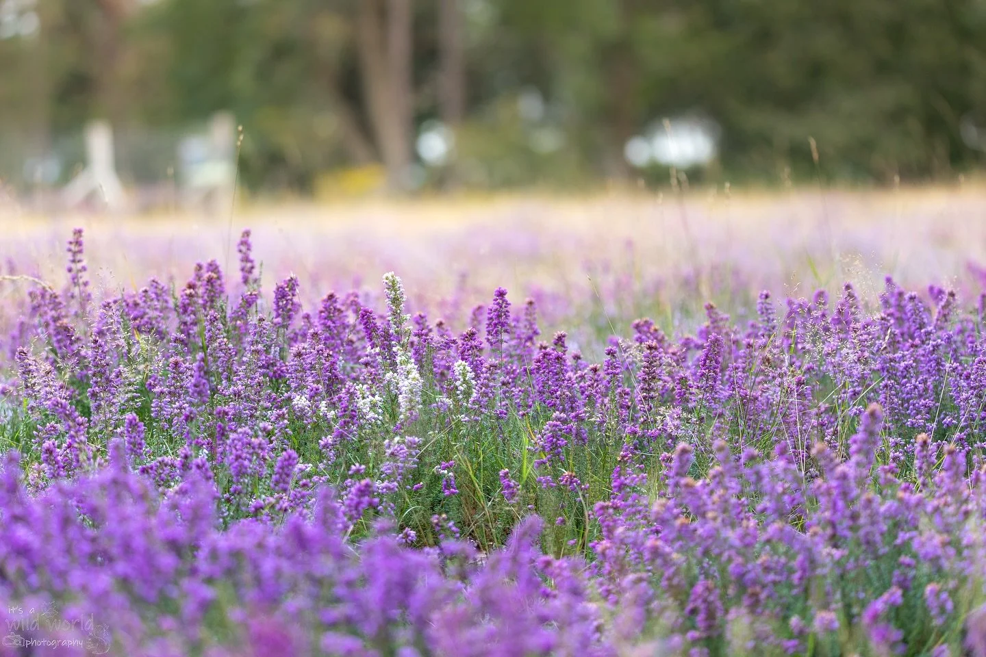 Fields in Late Summer Blossom πΈ
Prints, cushions, and pillow cases of this image are available at wildworld-photography.com π (link in bio)
π Brownsea Island π¬π§
π· @canonuk EOS and RF Lens
High quality prints and other items such as cloth