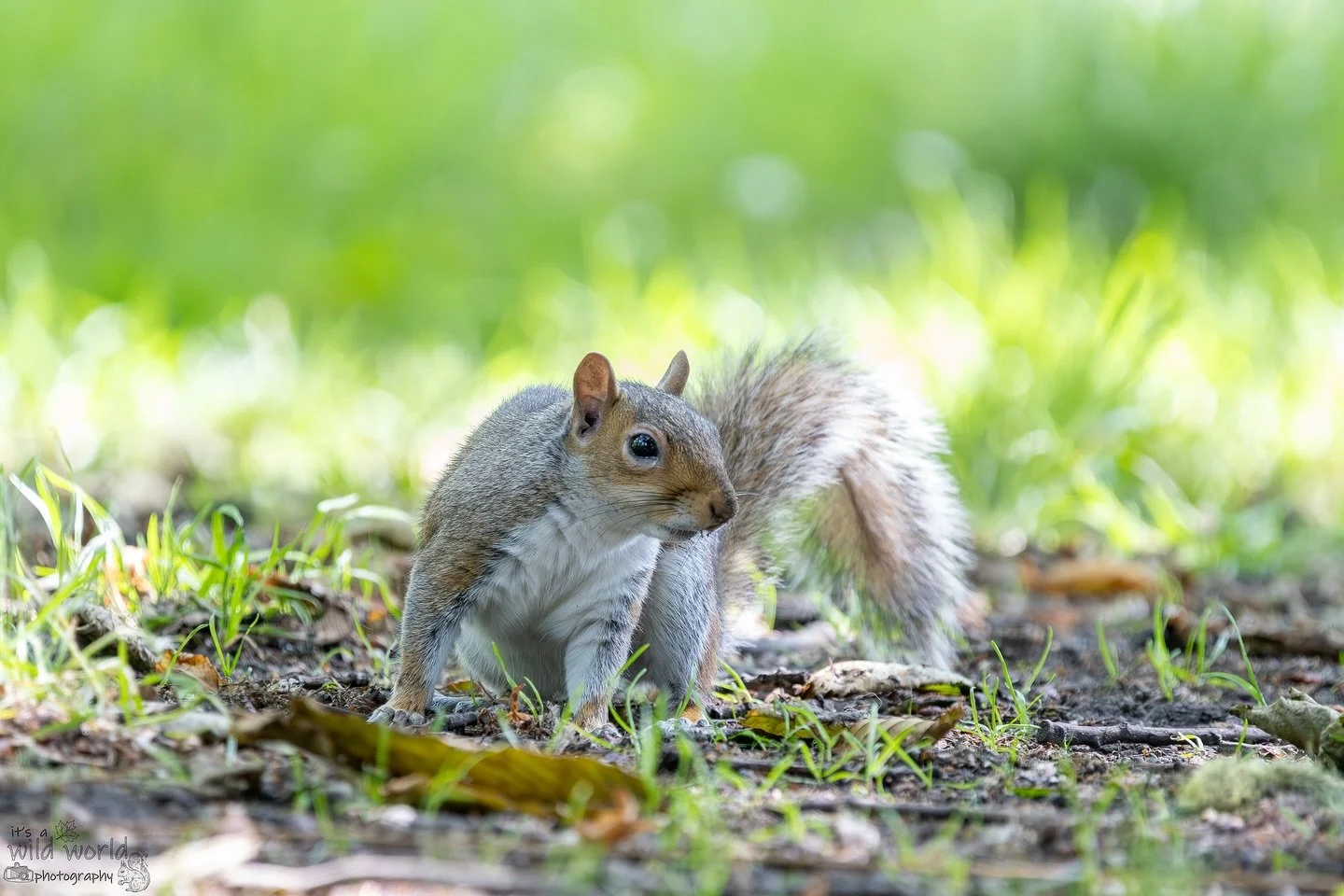 “I know I cached them somewhere around here….” π₯ #SquirrelSaturday
Eastern Gray Squirrel (Sciurus carolinensis)
π· @canonuk + @sigmauk Lens
π Brighton & Hove, East Sussex π¬π§
High quality prints and other items such as c
