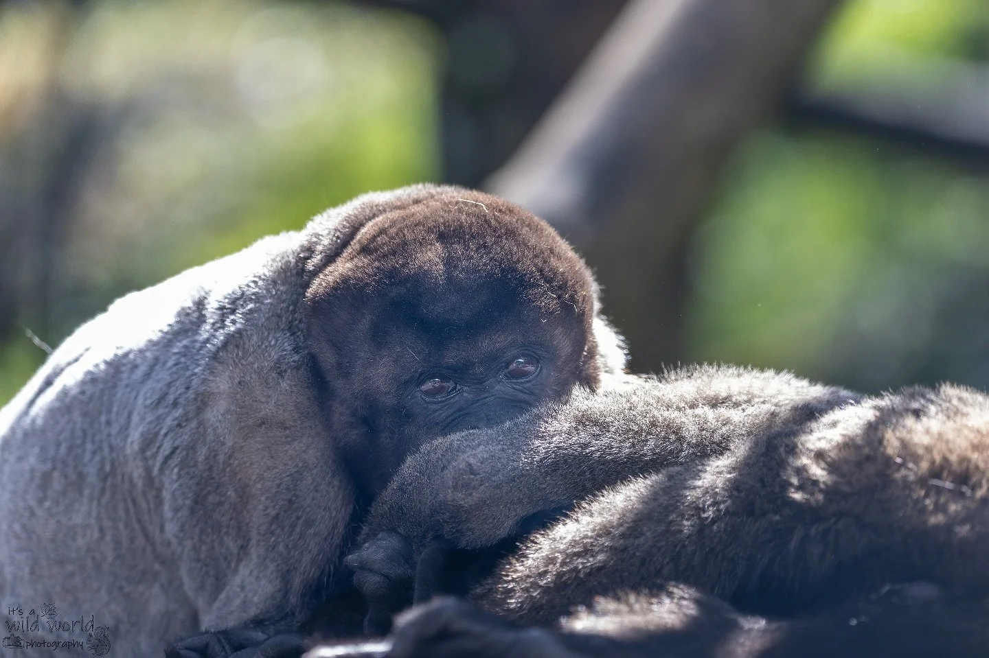 π€
This is a woolly monkey who resides at Monkey World Ape Rescue Centre @mwaperescue. Woolly monkeys, generally found in South American rainforests, are facing a dire situation due to deforestation, hunting, and the illegal pet trade. Their populat
