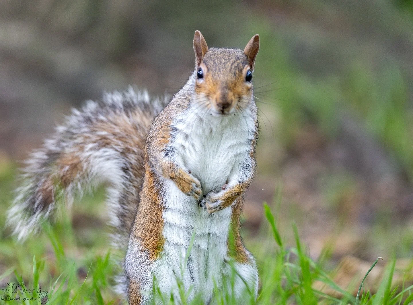 I wish I was a little bit taller π₯
#SquirrelSaturday
Eastern Gray Squirrel (Sciurus carolinensis)
π· @canonuk + @sigmauk Lens
π Brighton & Hove, East Sussex π¬π§
High quality prints and other items such as clothing, mugs, and tote bags ar