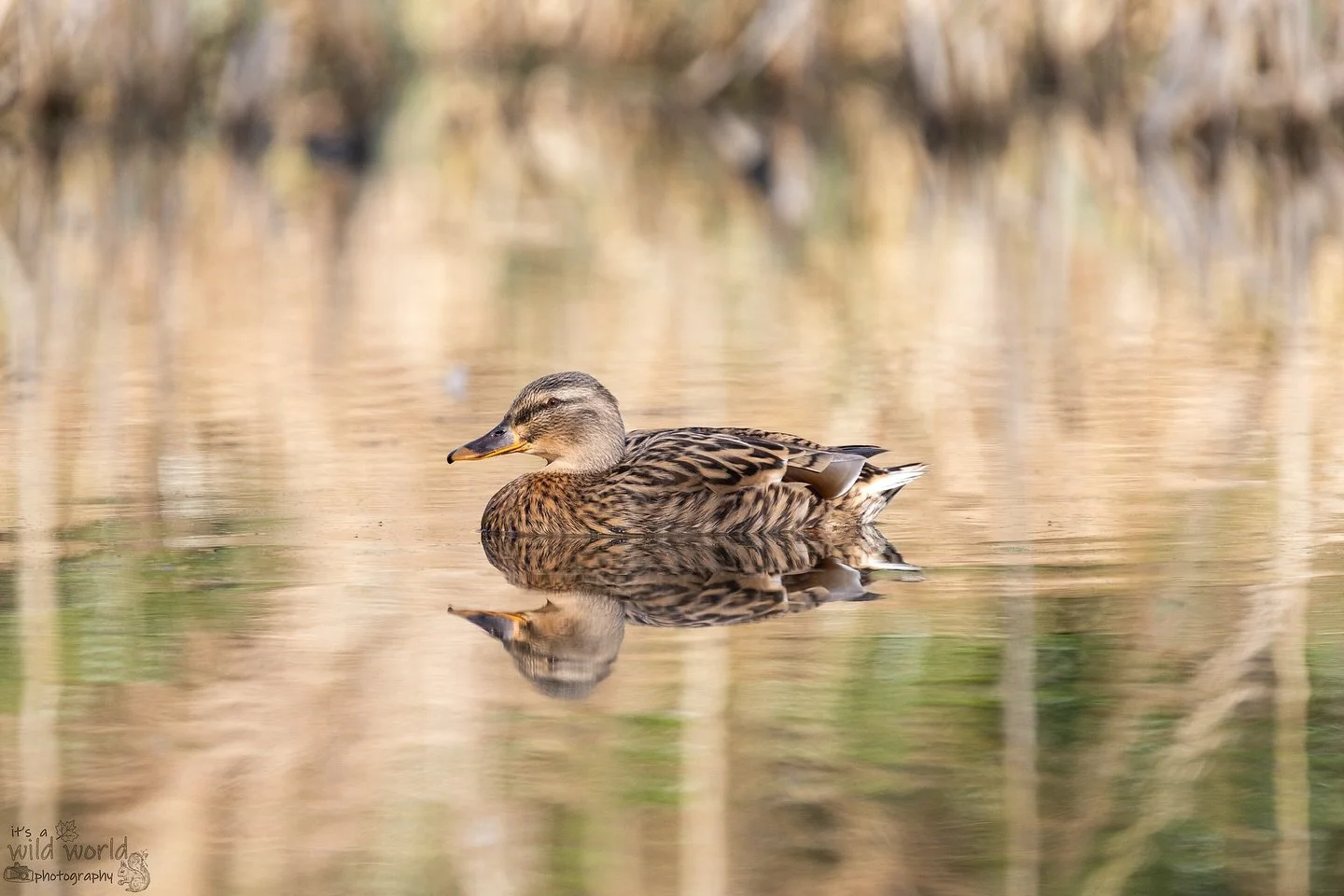 beak of the week! 🦆 

🐦: Mallard, female (Anas platyrhynchos)
📍: Woods Mill Nature Reserve, Sussex 🇬🇧 
📷: @canonuk EOS R + @sigmauk Lens

High quality prints and other items such as clothing, mugs, and tote bags are available in store. Send me 