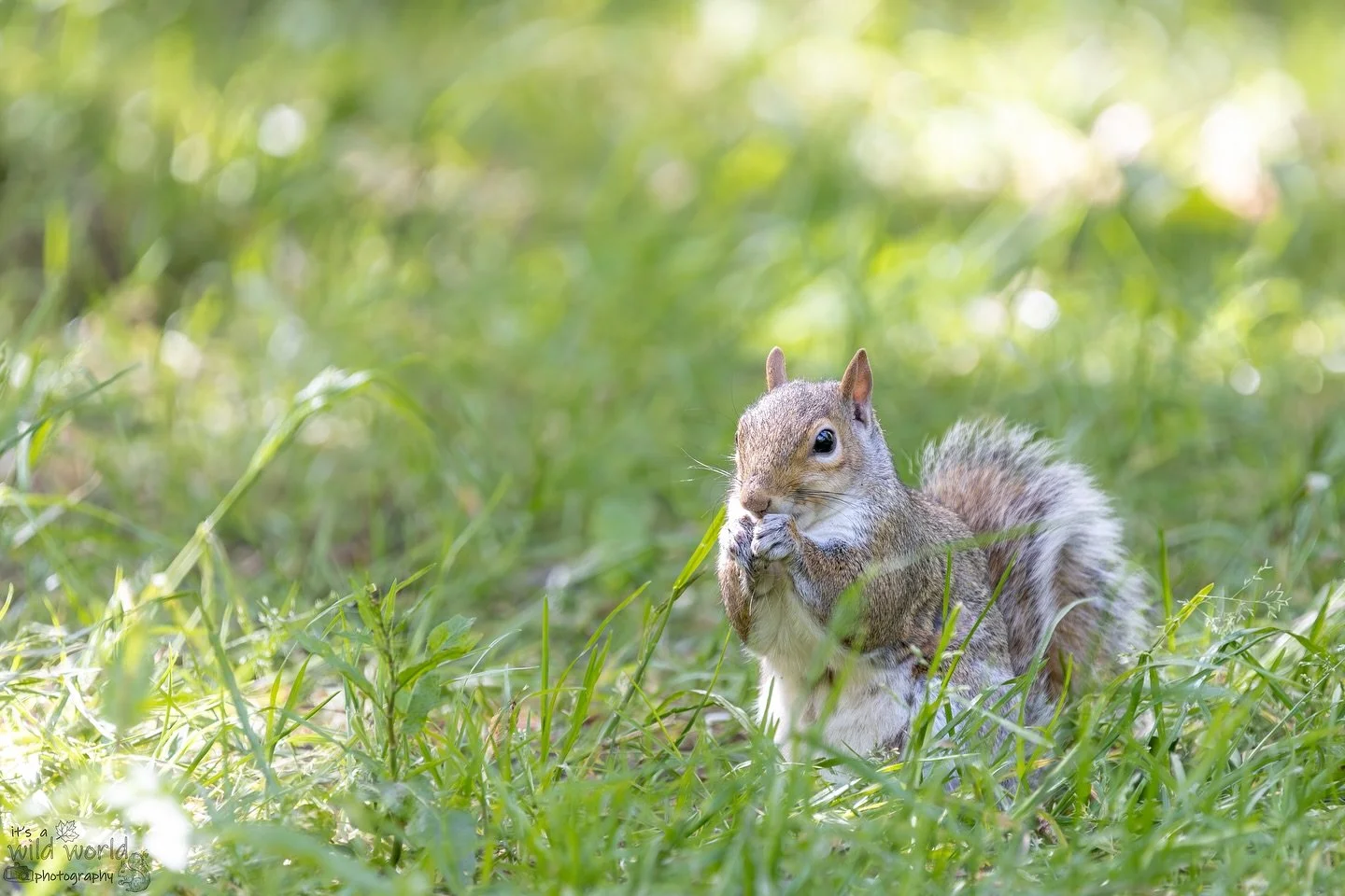 &lsquo;His eye is on the squirrel&rsquo; #SquirrelSaturday 

Eastern Gray Squirrel (Sciurus carolinensis)
📷 @canonuk + @sigmauk Lens
📍 Brighton &amp; Hove, East Sussex 🇬🇧 

High quality prints and other items such as clothing, mugs, and tote bags