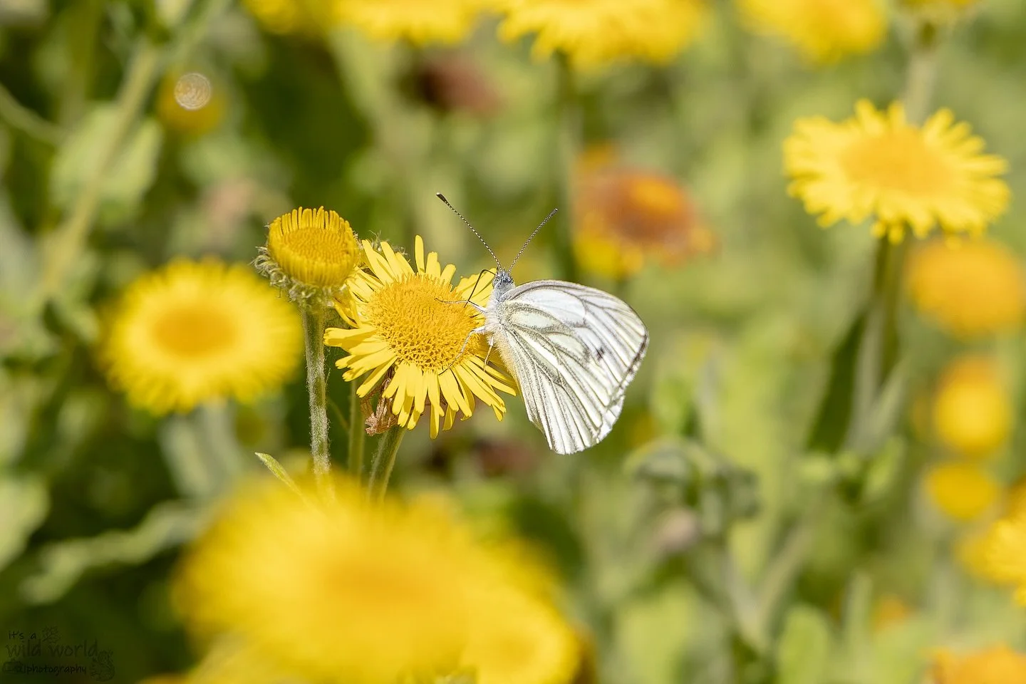 One last sip of summer 🌞 

🌼 Common Fleabane (Pulicaria dysenterica)
🦋 Green-veined White (Pieris napi)
📍 Woods Mill Nature Reserve, Sussex  @sussexwildlifetrust 🇬🇧 
📷 @canonuk EOS R + RF Lens 

High quality prints and other items such as clot