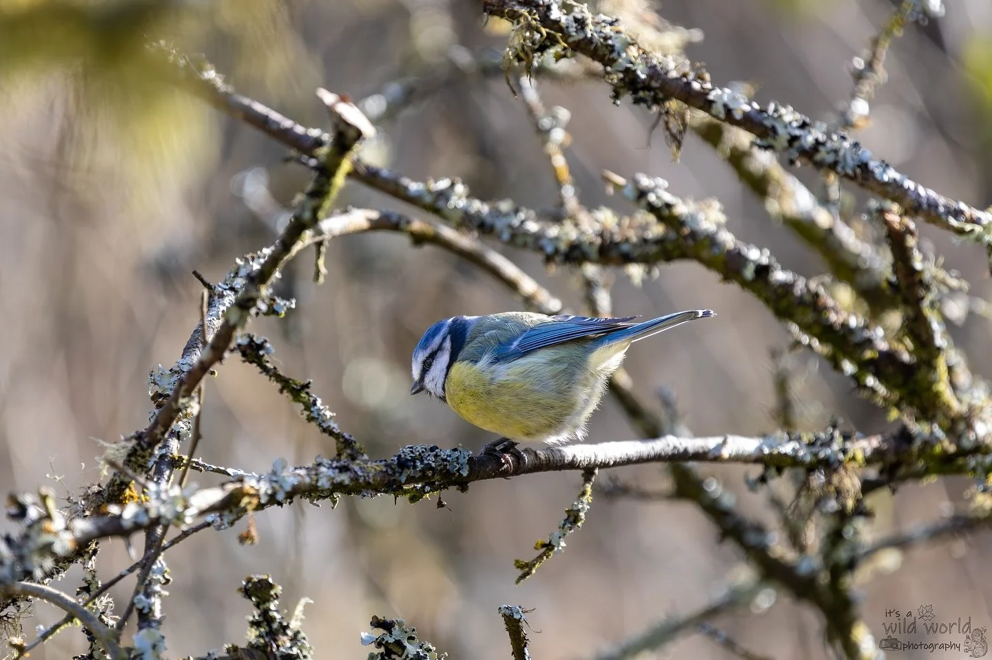 Cheeky Beak of the Week!

🐦: Eurasian blue tit (Cyanistes caeruleus)
📷: @canonuk EOS R &amp; @sigmauk Lens
📍: Woods Mill, Sussex 🇬🇧 

High quality prints and other items such as clothing, mugs, and tote bags are available in store. Send me a mes