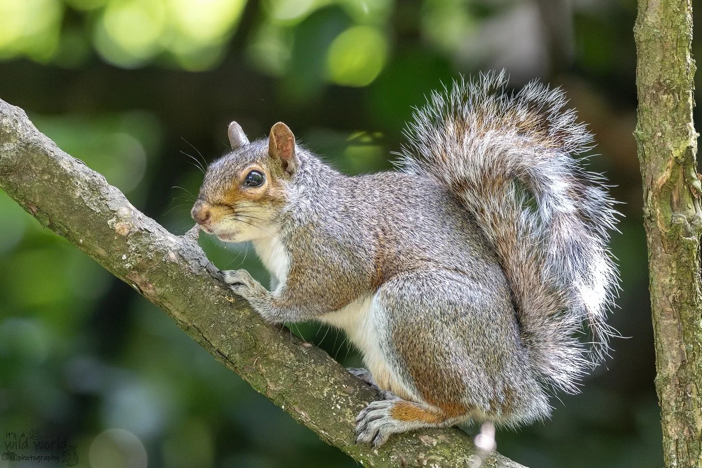 &ldquo;I&rsquo;m also just a squirrel, standing in front of a boy, asking him to give some food, please&rdquo; #SquirrelSaturday #NuttingHill 

Eastern Gray Squirrel (Sciurus carolinensis)
📷 @canonuk + @sigmauk Lens
📍 Brighton &amp; Hove, East Suss