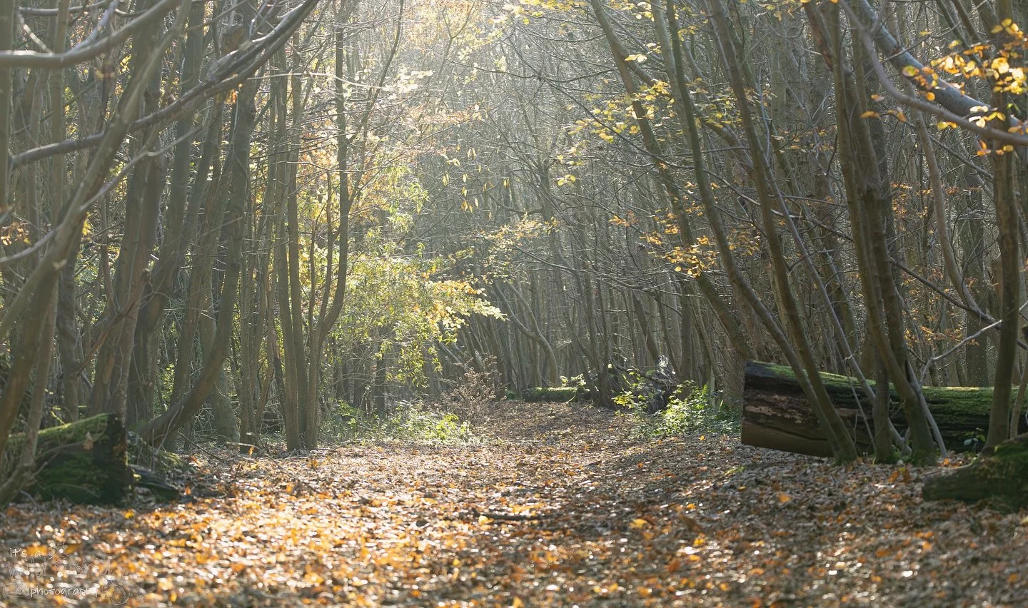 It&rsquo;s beginning to look a lot like autumn 🍂 

Early autumn is my favourite time of year to go exploring in the woods, with our without the camera. The changing colours, golden sunlight, and busy wildlife foraging as much as they can in time for