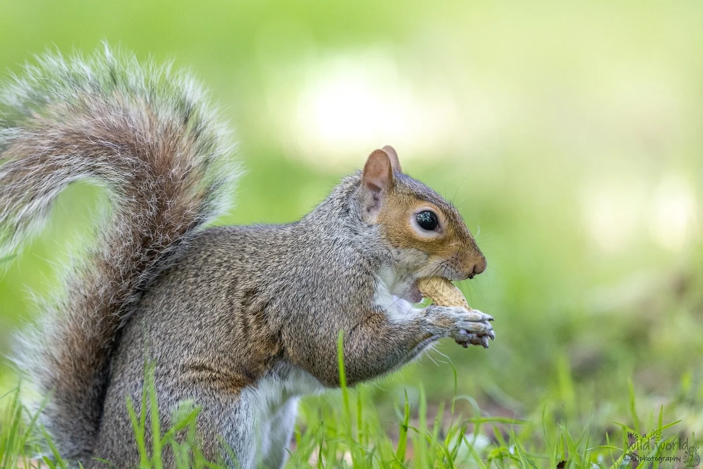 &ldquo;Yeah I&rsquo;m into fitness&hellip; fitness whole peanut in my mouth&rdquo; - #SquirrelSaturday 

Eastern Gray Squirrel (Sciurus carolinensis)
📷 @canonuk + @sigmauk Lens
📍 Brighton &amp; Hove, East Sussex 🇬🇧 

High quality prints and other