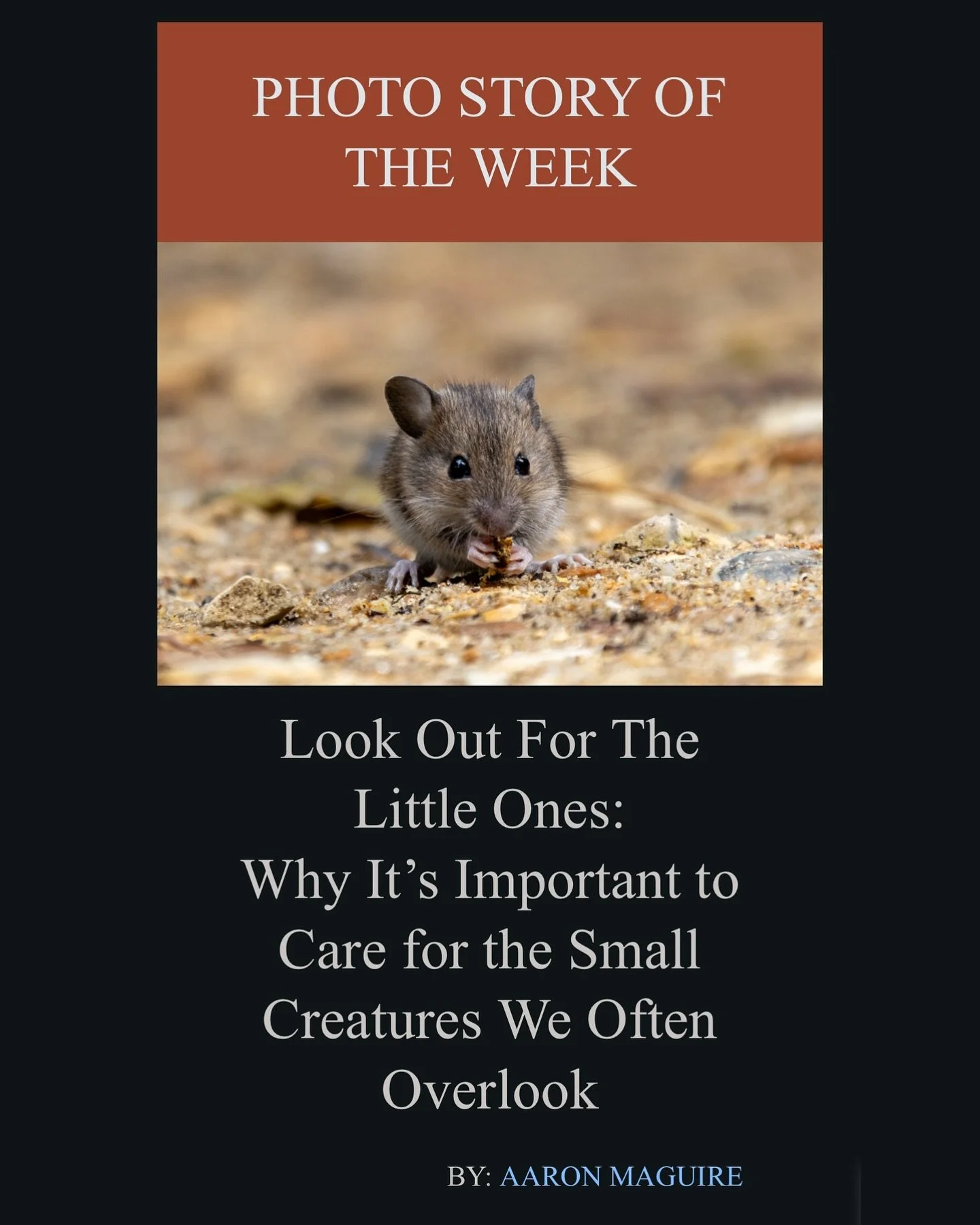 Look Out For The Little Ones 🐁💚

A couple of weeks ago, my second article with @prismaphotomag was published in their weekly newsletter. I&rsquo;m very grateful for the opportunity to collaborate with them again. Please give them a follow and sign 