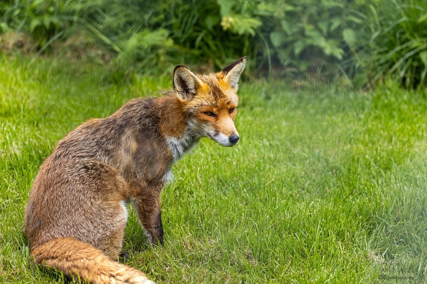 Foxy 🦊 🧡

🦊 Red Fox (Vulpes vulpes)
📍 Surrey 🇬🇧 
📷 @canonuk + @sigmauk Lens

High quality prints and other items such as clothing, mugs, and tote bags are available in store. Send me a message if you would like to create a personalised product