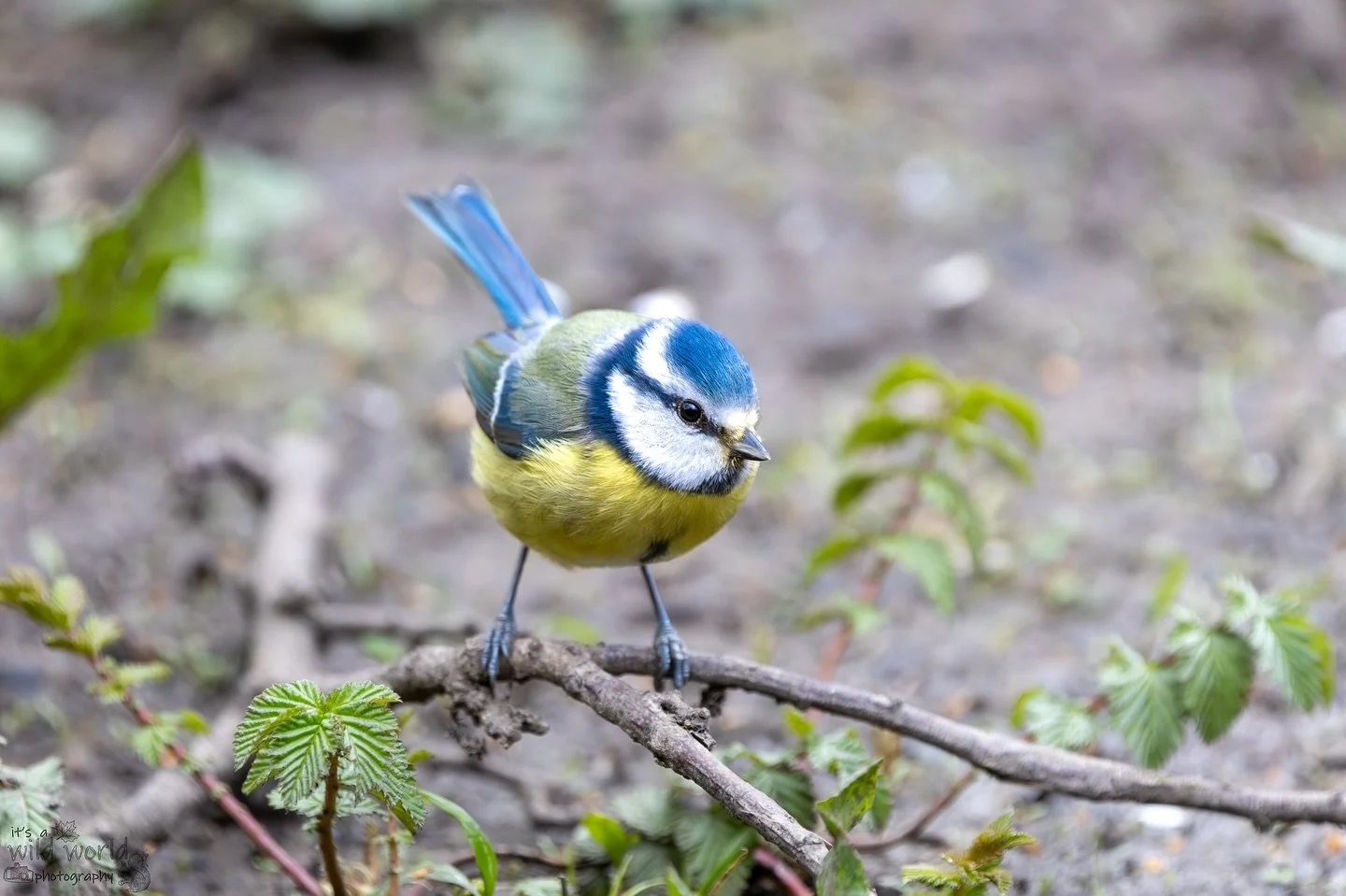 Cheeky Beak of the Week!

🐦: Eurasian blue tit (Cyanistes caeruleus)
📷: @canonuk EOS R &amp; @sigmauk Lens
📍: Woods Mill, Sussex 🇬🇧 

High quality prints and other items such as clothing, mugs, and tote bags are available in store. Send me a mes