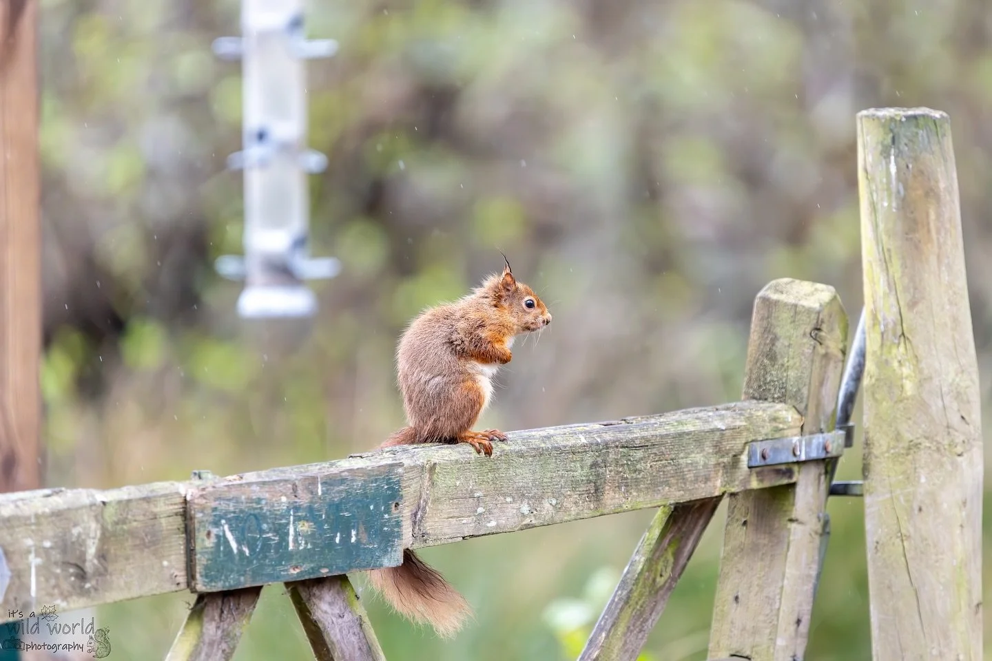 &lsquo;I&rsquo;m So Lonesome I Could Cry&rsquo; - #SquirrelSaturday 

 Eurasian Red Squirrel (Sciurus vulgaris)
📍 Brownsea Island, UK 🇬🇧 
📷 @canonuk + @sigmauk Lens

High quality prints and other items such as clothing, mugs, and tote bags are av