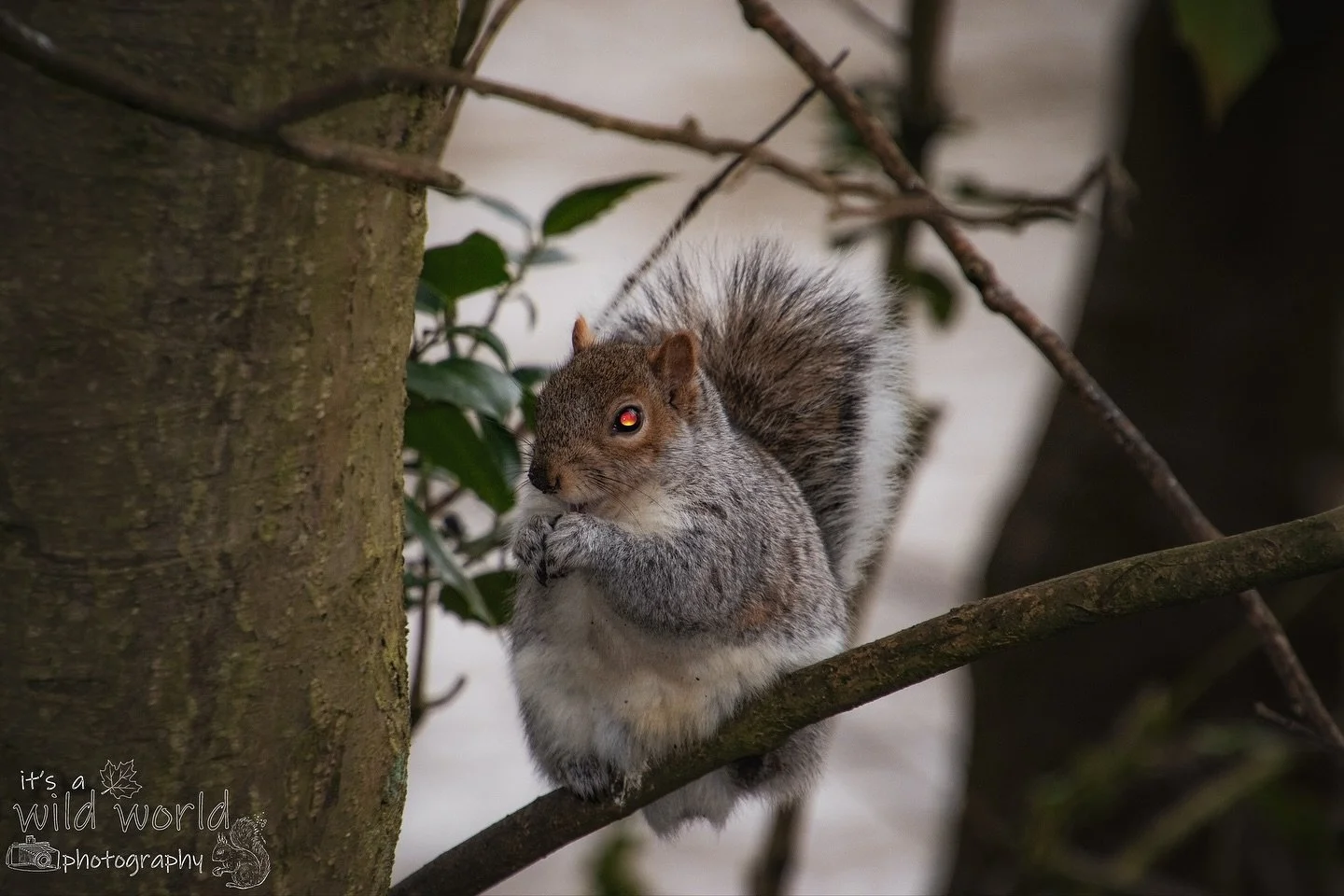 &ldquo;Be sober, be vigilant; your adversary the devil prowls like a roaring lion, seeking whom he may devour.&rdquo; 

Squirrel Saturday is being replaced with a Friday night Halloween special. Normal service to resume next week. 🎃 

🩶 Eastern Gra