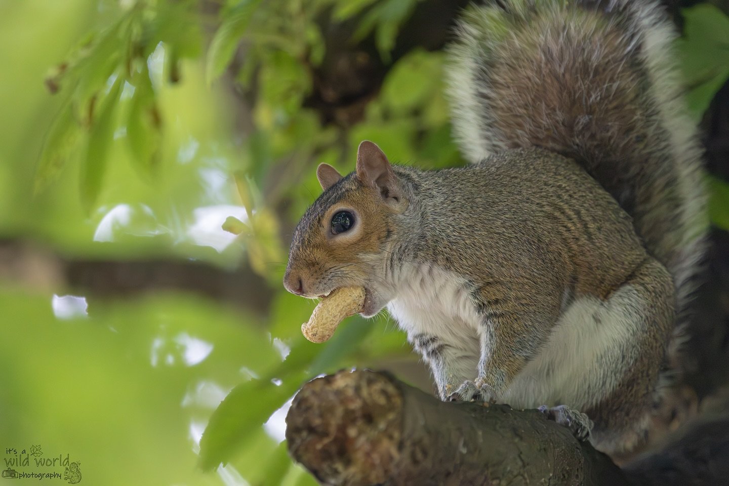 &ldquo;Someone&rsquo;s got it in for me, they&rsquo;re planting stories in the press&rdquo; 🤔 - Robert Zimmernuts  #SquirrelSaturday 

Eastern Gray Squirrel (Sciurus carolinensis)
📷 @canonuk + @sigmauk Lens
📍 Brighton &amp; Hove, East Sussex 🇬🇧 