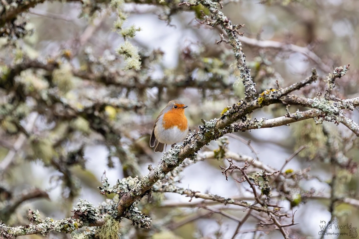 Cheeky Beak of the Week!

Christmas cards featuring an image much like this are available on my website: wildworld-photography.com 🎄❤️

🐦: Robin Redreast / European Robin (Erithacus rubecula)
📷: @canonuk EOS R &amp; @sigmauk Lens
📍: Loch Lomond, 