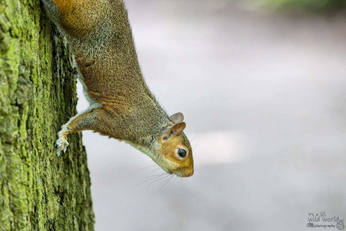 &ldquo;Watcha dooooing?🙃&rdquo; #SquirrelSaturday 

Eastern Gray Squirrel (Sciurus carolinensis)
📷 @canonuk + @sigmauk Lens
📍 Brighton &amp; Hove, East Sussex 🇬🇧 

High quality prints and other items such as clothing, mugs, and tote bags are ava