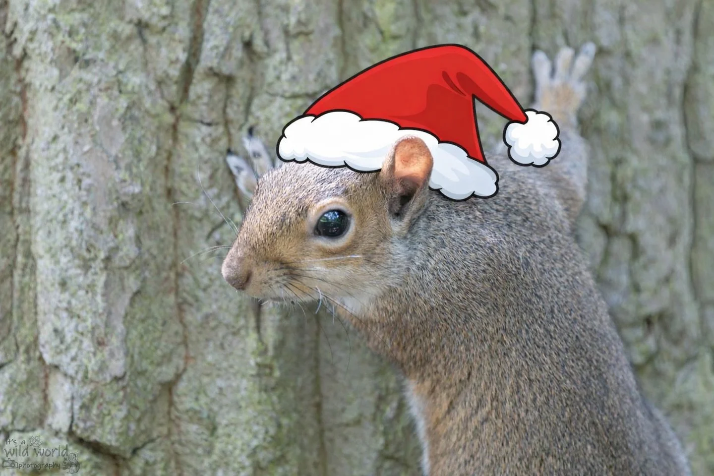 A #SquirrelSaturday Merry Christmas to you all. 

Feliz Navidad 🥜 

Eastern Gray Squirrel (Sciurus carolinensis)
📷 @canonuk + @sigmauk Lens
📍 Brighton &amp; Hove, East Sussex 🇬🇧 

High quality prints and other items such as clothing, mugs, and t