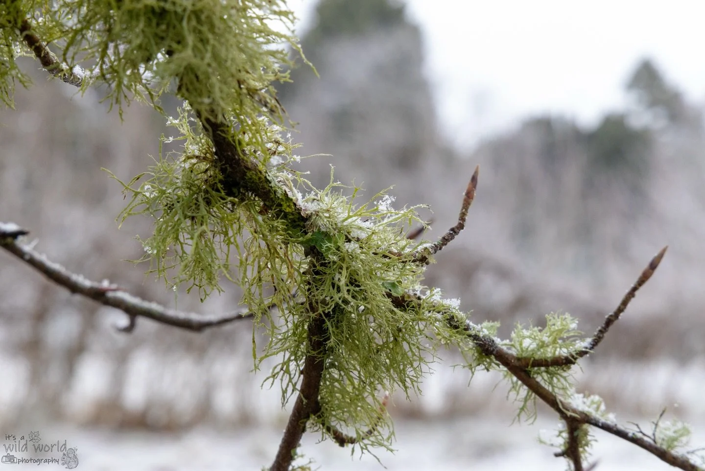 It&rsquo;s been a cold one ❄️ 🥶 

Happy New Year everyone. Been absent on here recently, and very inactive with the camera in recent months, but aiming to get back on track imminently 🫡

📍 Scotland 🏴󠁧󠁢󠁳󠁣󠁴󠁿 🇬🇧 (taken January 2025)
📷 @cano