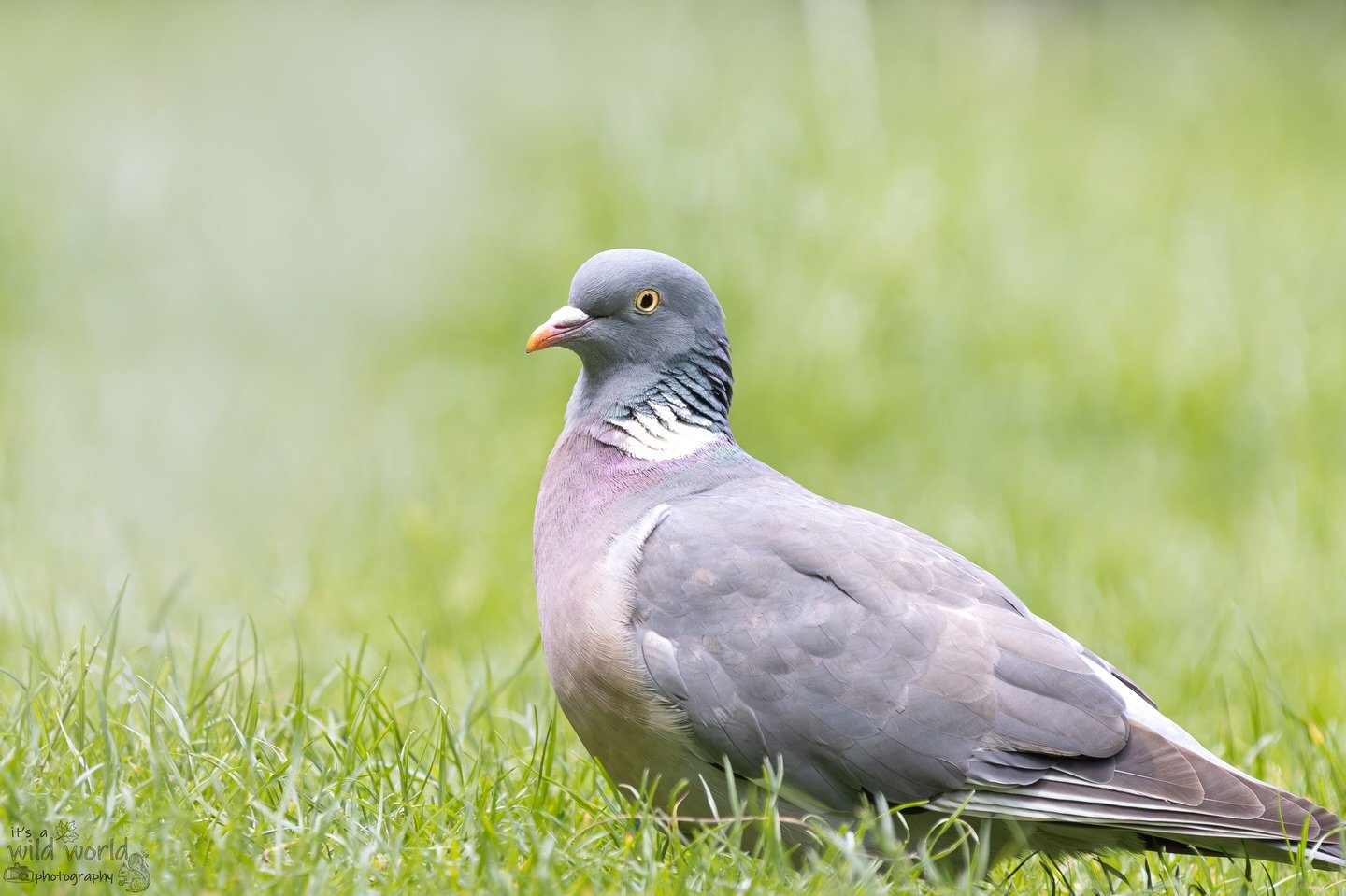 Beak of the Week! 

Show some pigeon love 🩶🧡💜

🐦: Common Wood Pigeon (Columba palumbus)
📷: @canonuk EOS R &amp; @sigmauk Lens
📍: Hove, East Sussex 🇬🇧 

High quality prints and other items such as clothing, mugs, and tote bags are available in
