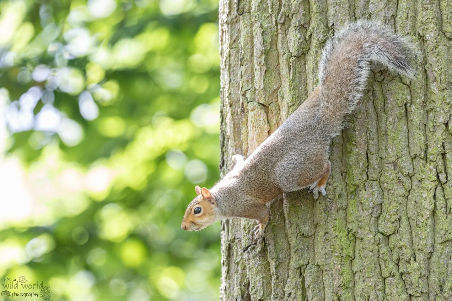 &ldquo;A squirrel is never late, nor is he early, he arrives precisely when he means to.&rdquo; #SquirrelSaturday 🥜 🧙&zwj;♂️ 

Eastern Gray Squirrel (Sciurus carolinensis)
📷 @canonuk + @sigmauk Lens
📍 Brighton &amp; Hove, East Sussex 🇬🇧 

High 