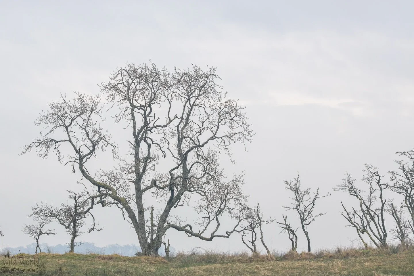 Thinking About Trees 

📍 (near Loch Lomond) Scotland 🏴󠁧󠁢󠁳󠁣󠁴󠁿 🇬🇧 (taken January 2025)
📷 @canonuk EOS R and RF Lens

High quality prints and other items such as clothing, mugs, and tote bags are available in store. Send me a message if you w