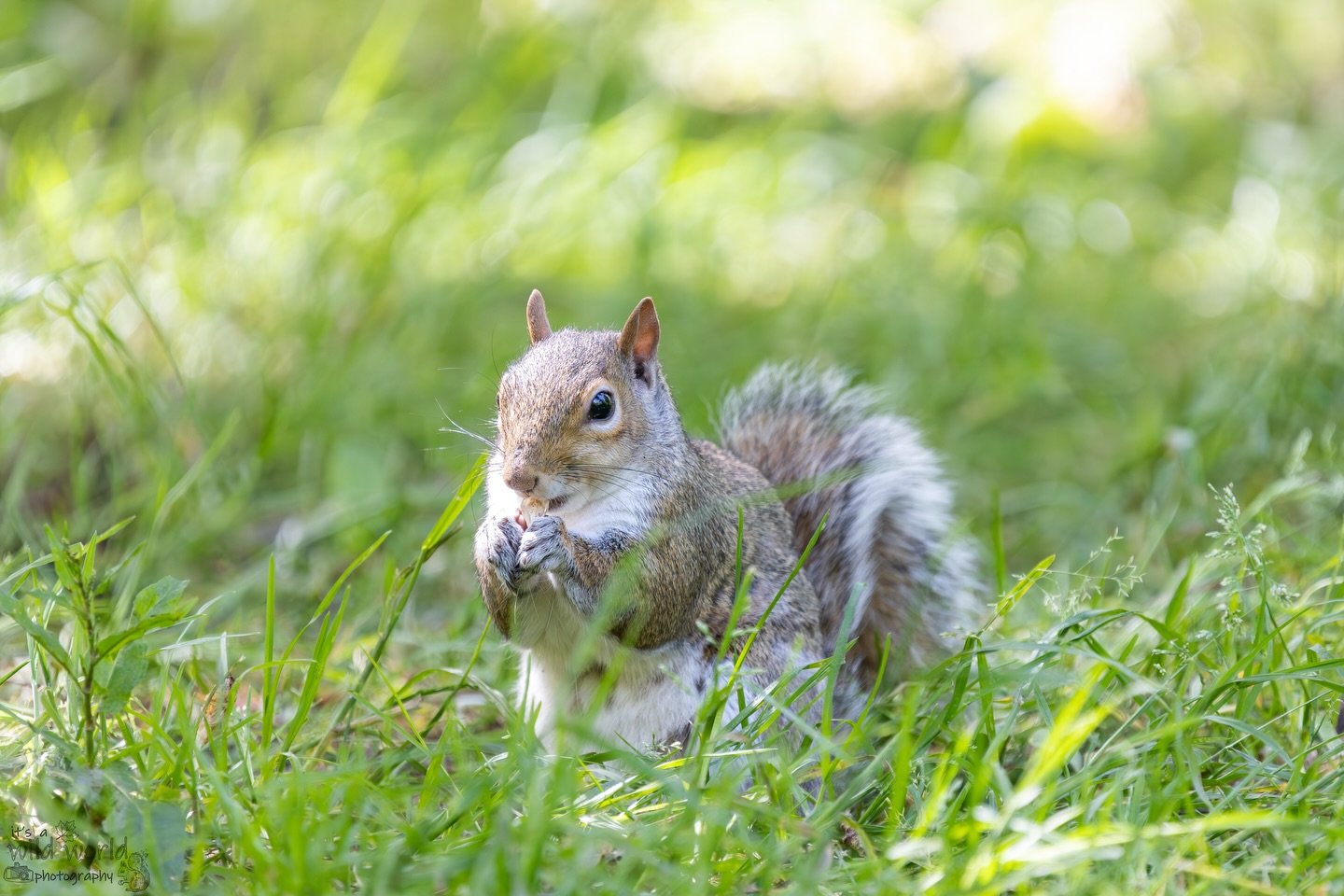 The sun is on its way back to us. We&rsquo;ll be seeing glorious scenes like this again soon 🙏 🌞#SquirrelSaturday 

Eastern Gray Squirrel (Sciurus carolinensis)
📷 @canonuk + @sigmauk Lens
📍 Brighton &amp; Hove, East Sussex 🇬🇧 

High quality pri