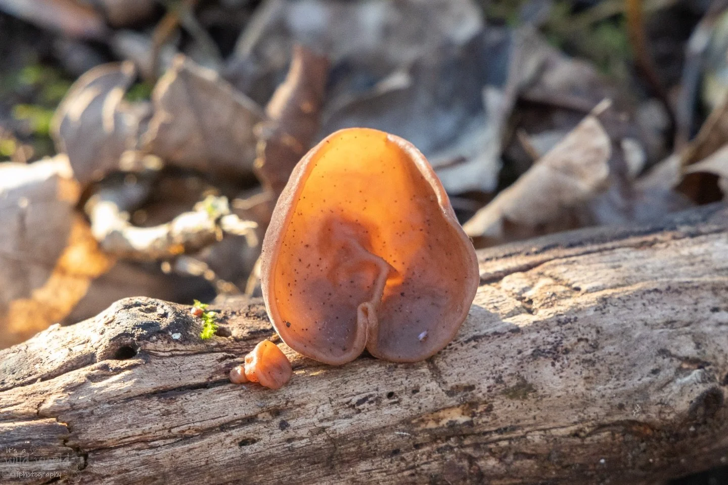 The forest is omniaudient 👂 

🍄&zwj;🟫 Jelly Ear Fungus (Auricularia auricula-judae)
📍 East Sussex 🇬🇧 
📷 @canonuk EOS R and RF Lens

High quality prints and other items such as clothing, mugs, and tote bags are available in store. Send me a mes