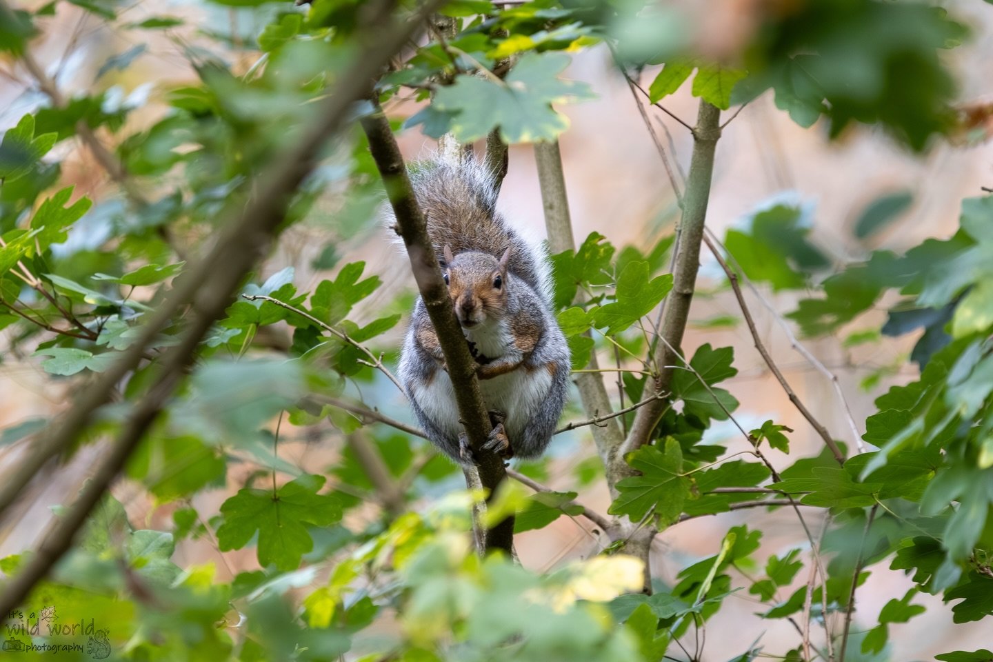 I&rsquo;m Moe, or as the ladies like to call me, &ldquo;hey, you behind the bushes!&rdquo; #SquirrelSaturday 

Eastern Gray Squirrel (Sciurus carolinensis)
📷 @canonuk + @sigmauk Lens
📍 Brighton &amp; Hove, East Sussex 🇬🇧 

High quality prints and