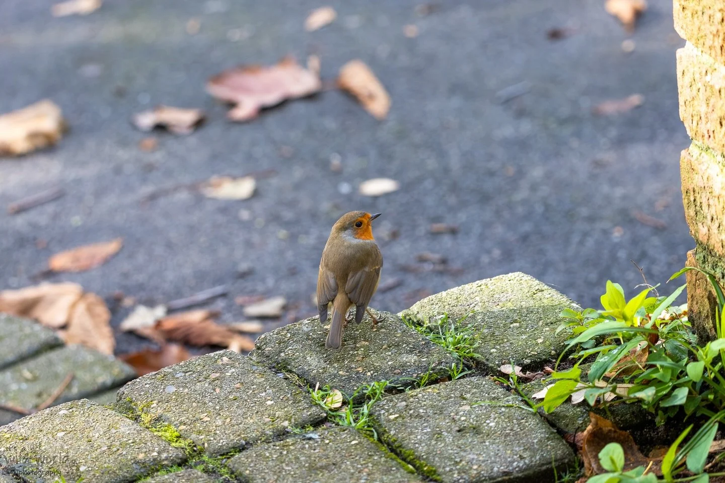 Cheeky beak of the week 🧡

🐦: Robin Redreast / European Robin (Erithacus rubecula)
📷: @canonuk EOS R &amp; @sigmauk Lens
📍: Brighton &amp; Hove, East Sussex 🇬🇧 

High quality prints and other items such as clothing, mugs, and tote bags are avai
