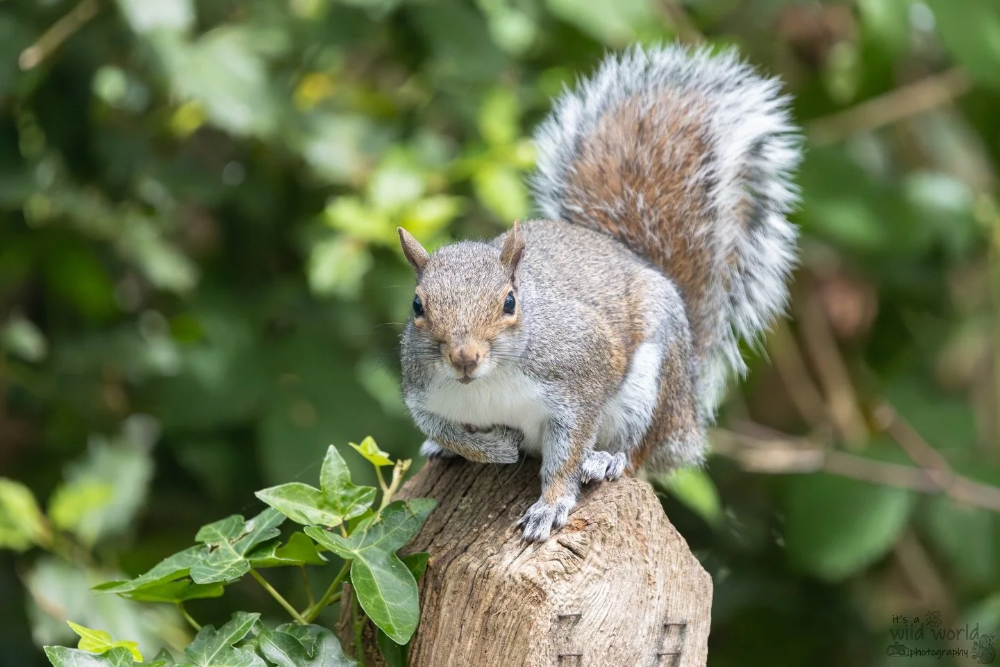 Another #SquirrelSaturday 

Eastern Gray Squirrel (Sciurus carolinensis)
📷 @canonuk + @sigmauk Lens
📍 Brighton &amp; Hove, East Sussex 🇬🇧 

High quality prints and other items such as clothing, mugs, and tote bags are available in store. Send me 
