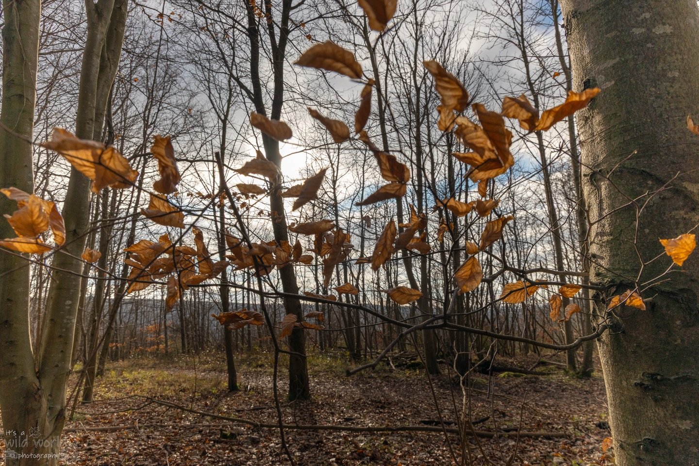 Weird and wonderful trees and things in the forest 🌳 

📍 East Sussex 🇬🇧 
📷 @canonuk EOS R and RF Lens

High quality prints and other items such as clothing, mugs, and tote bags are available in store. Send me a message if you would like to creat
