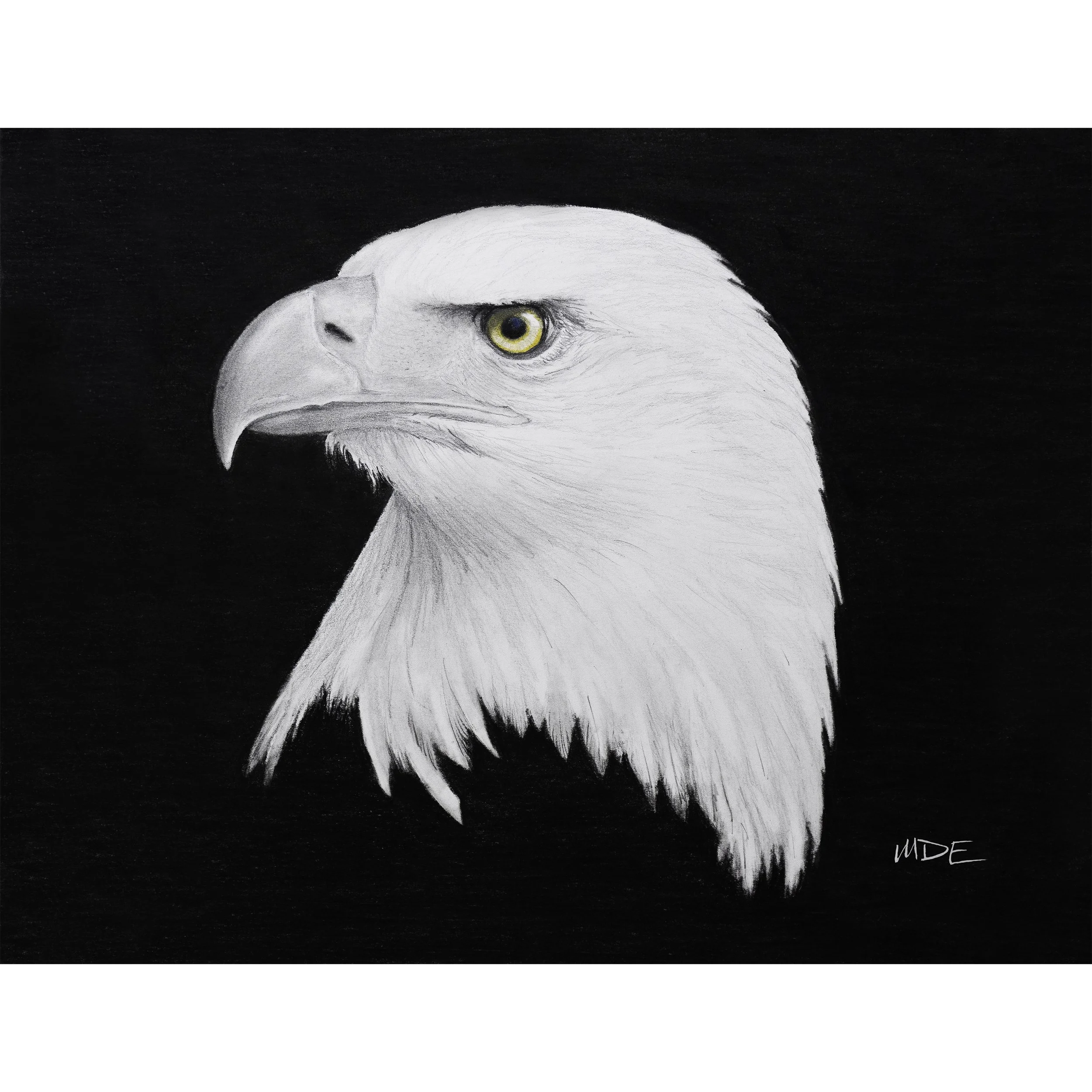 Eagle Eye - Print of Original