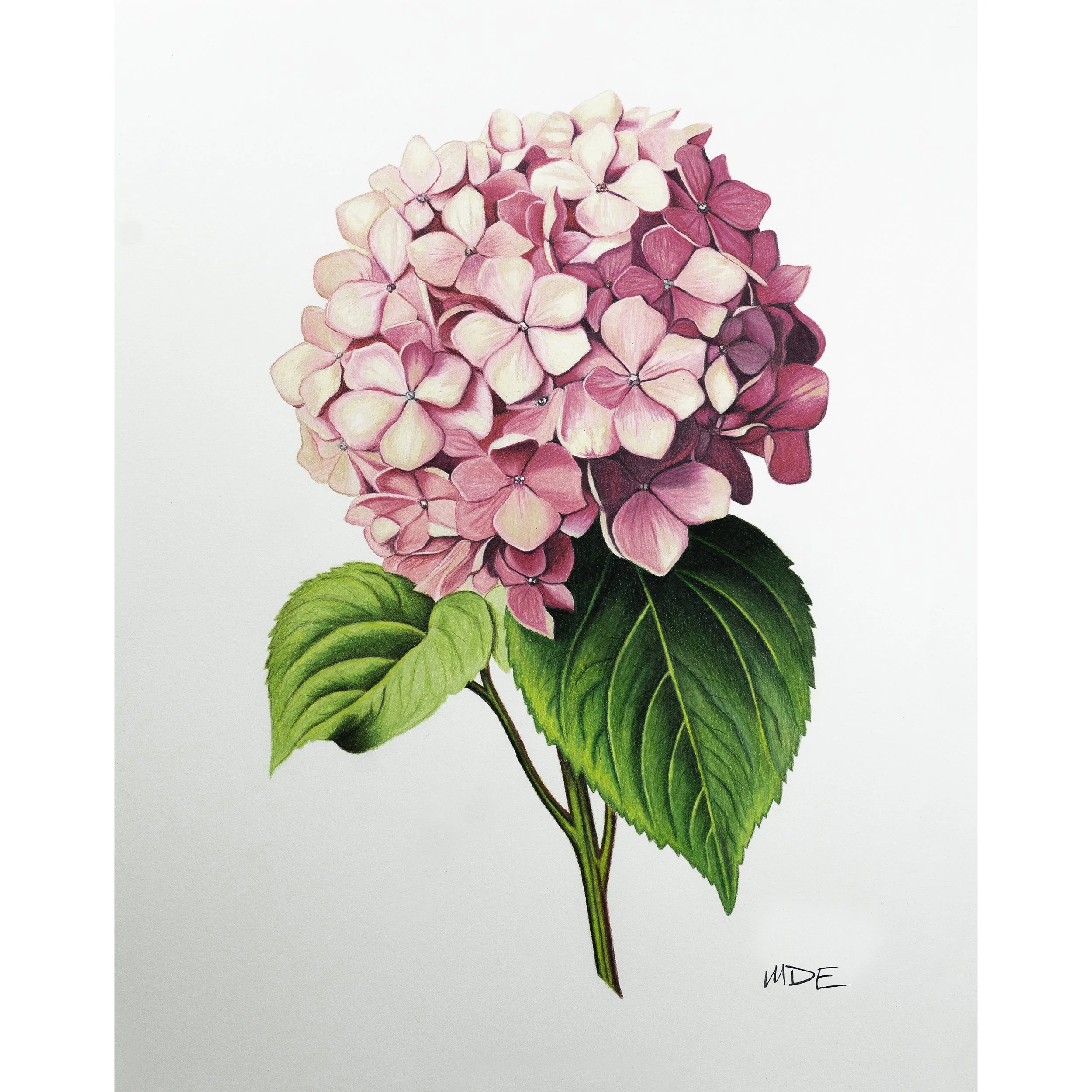 Hydrangea Bloom - Pink - Print of Original