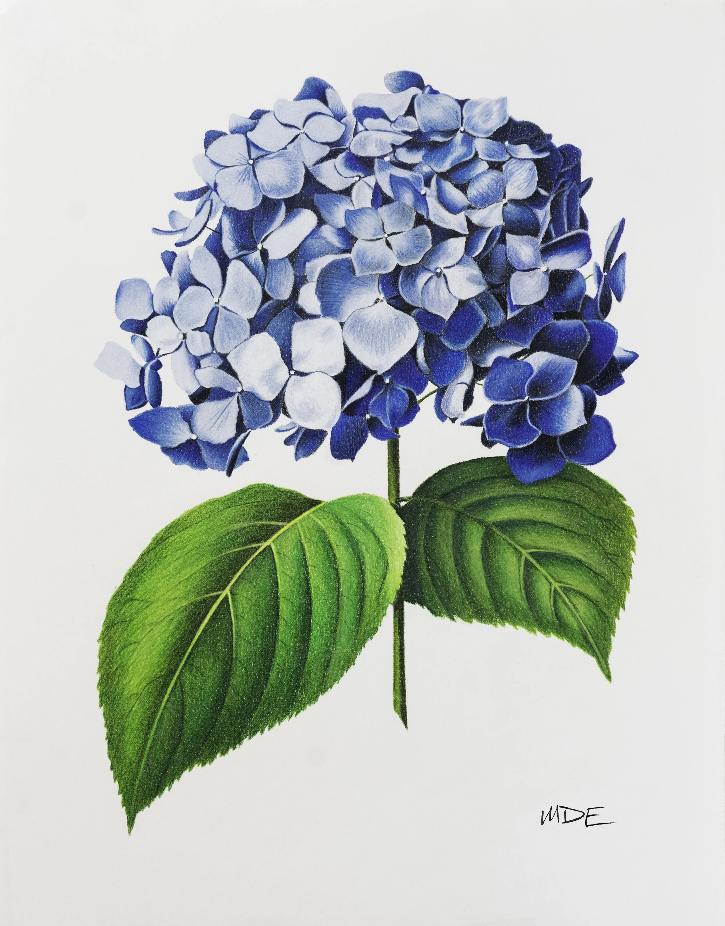 Hydrangea Bloom - Bluey.jpg