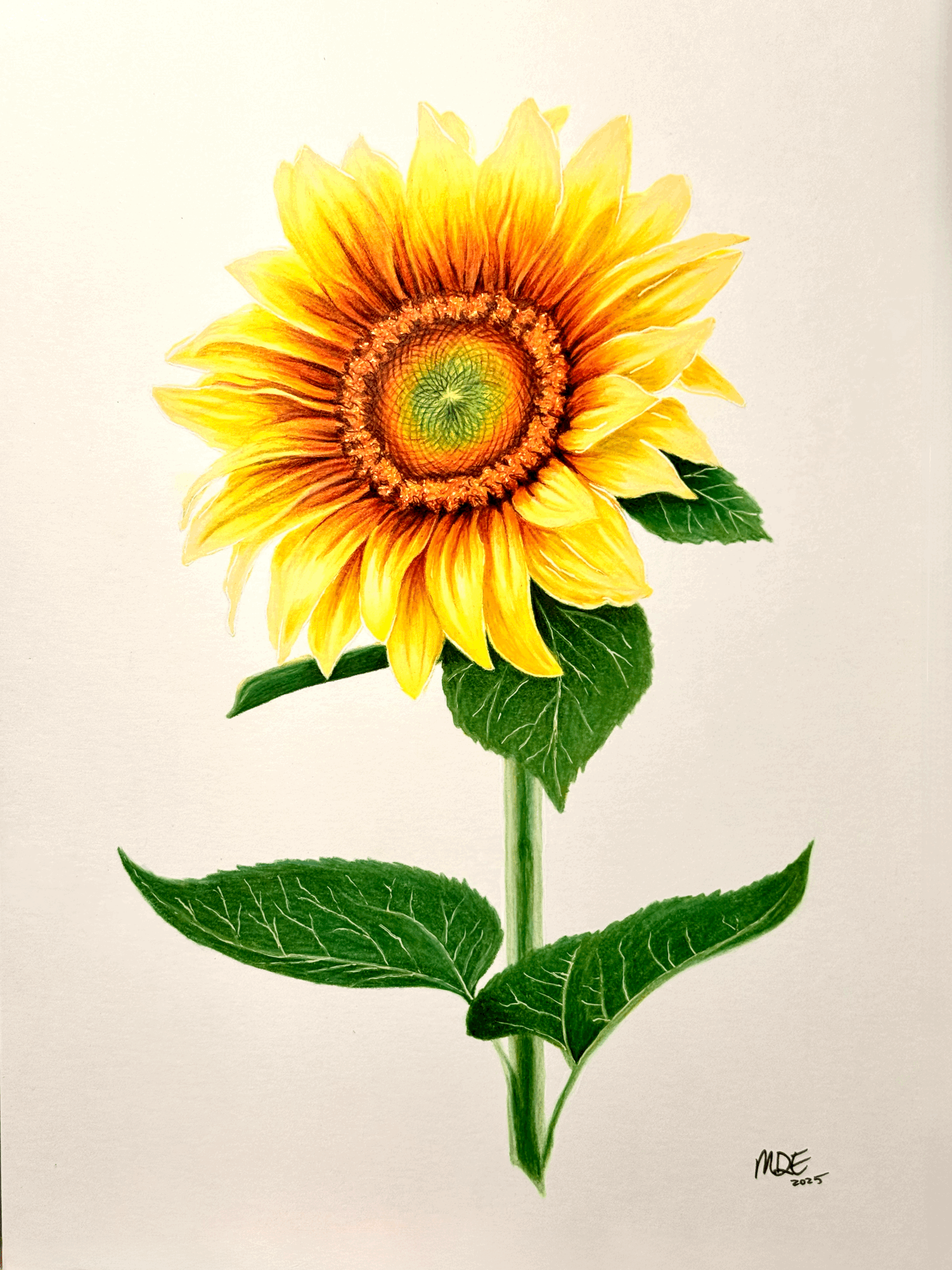 Sunflower - Print of Original