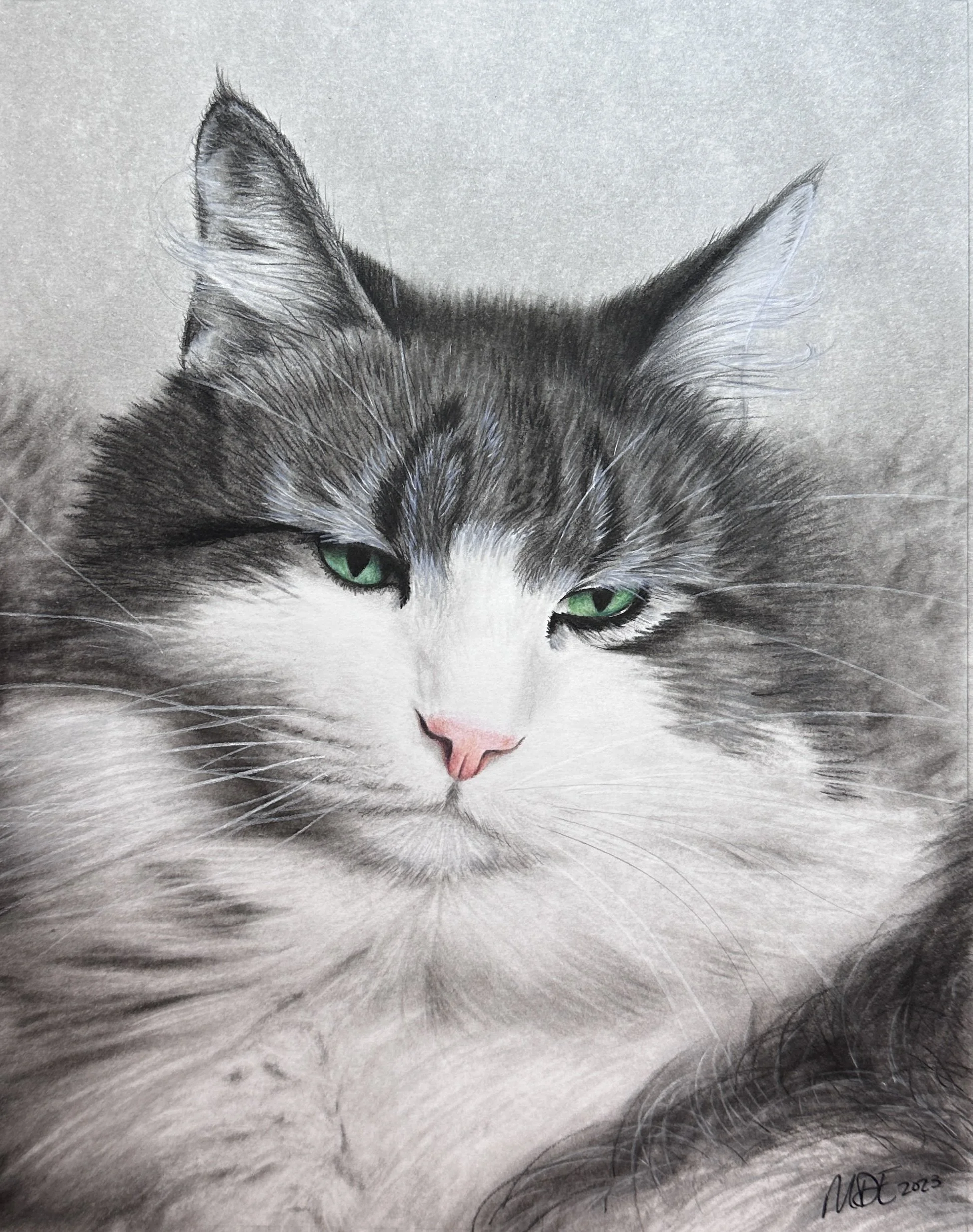 Cat 2.jpg