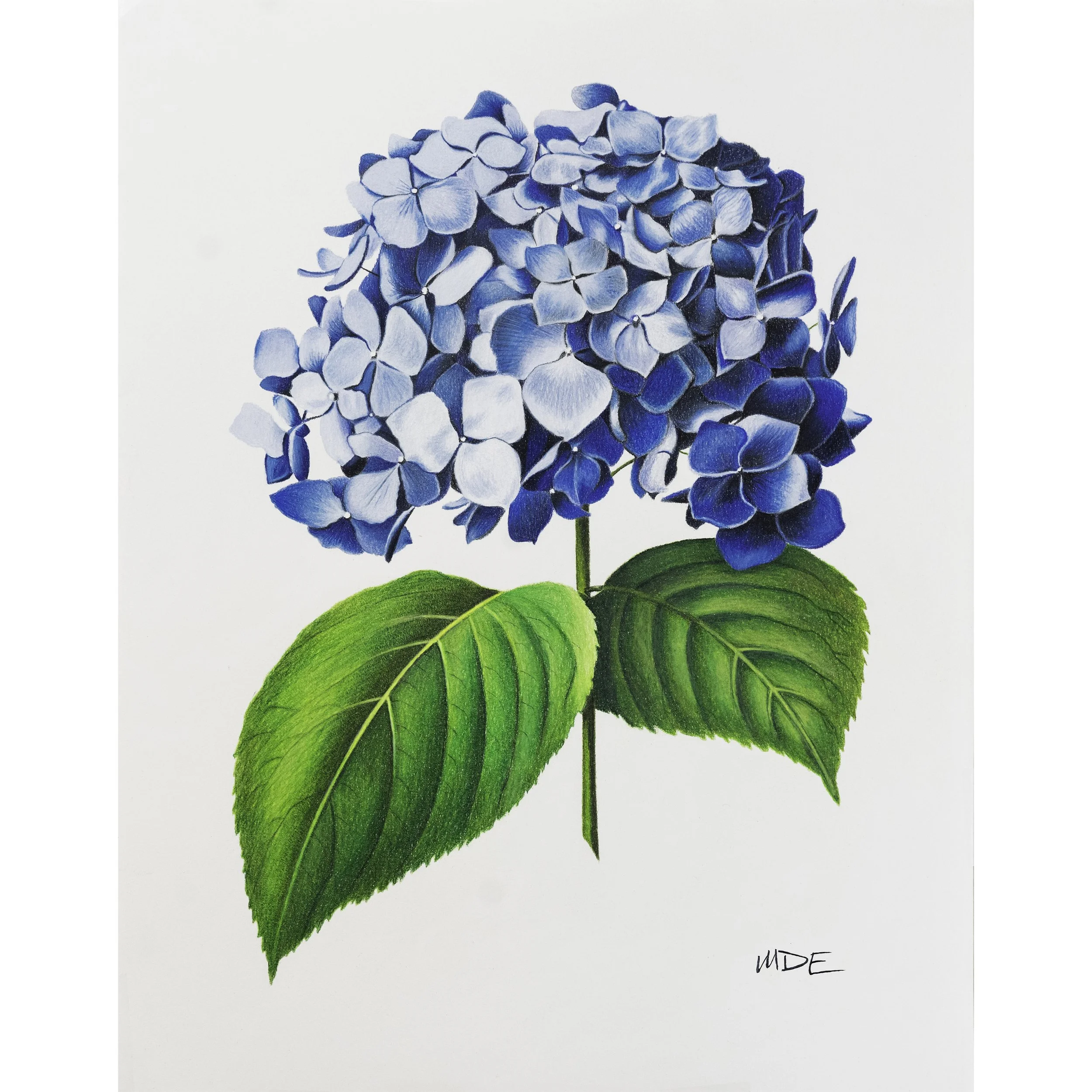 Hydrangea Bloom - Bluey - Print of Original