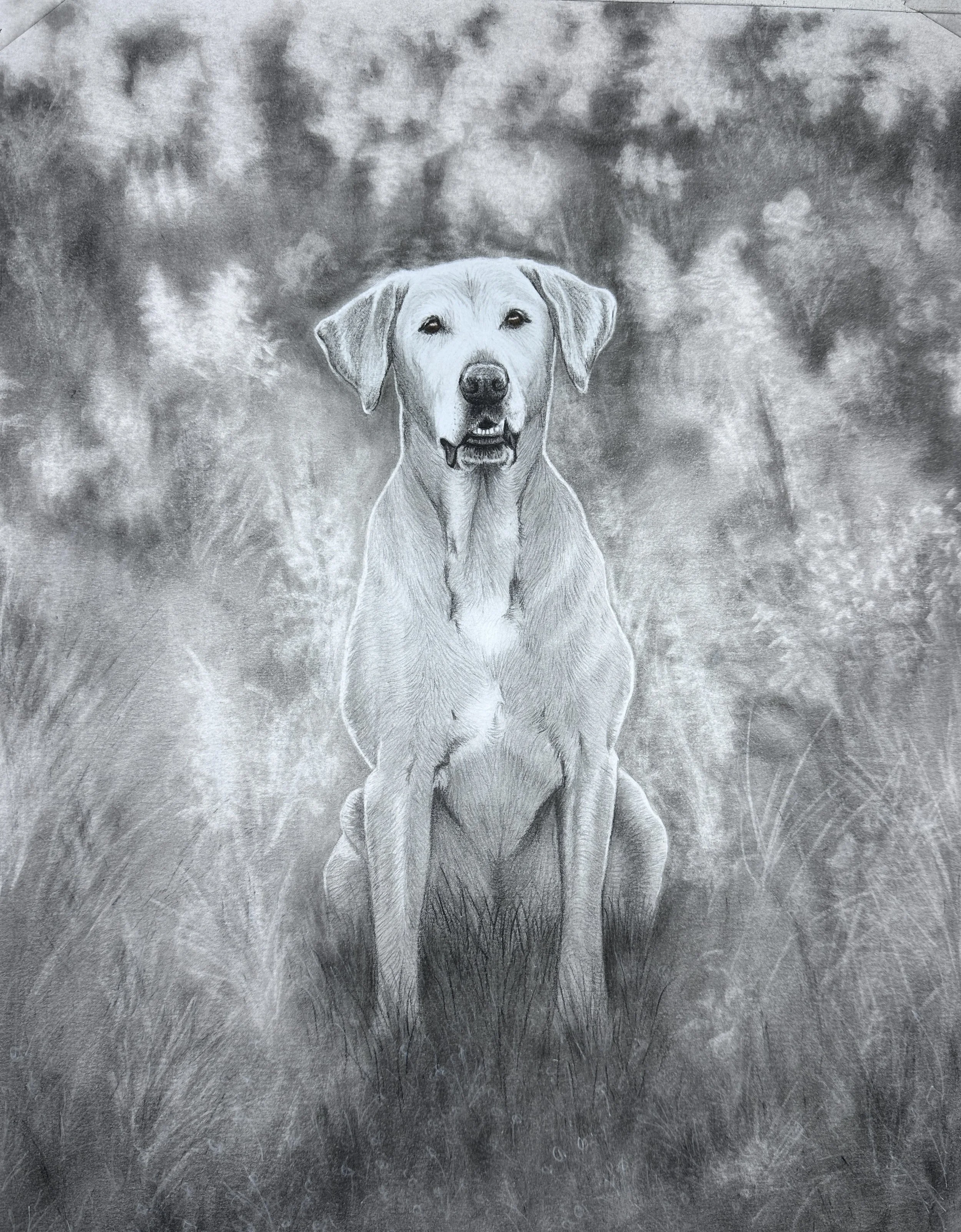 Dog in Field.jpg