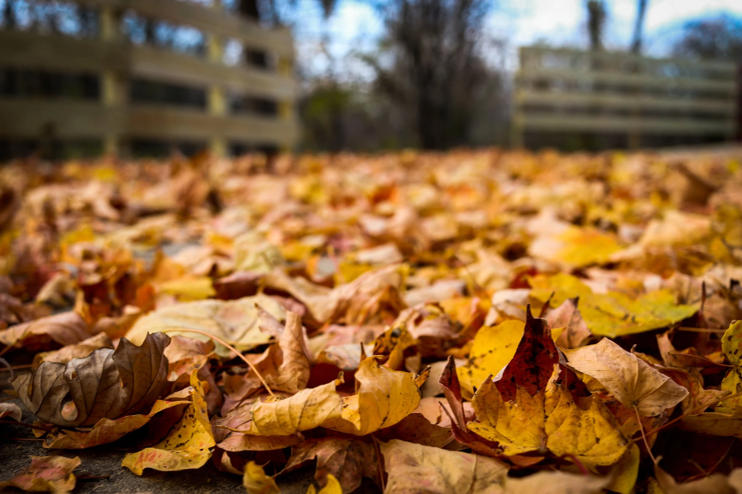Fall Scenery: Big Hill Park - Beloit