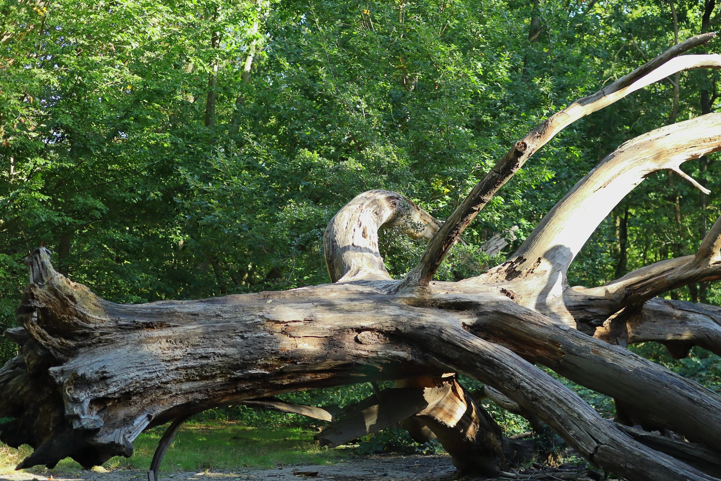 Fallen Dead Tree.JPG