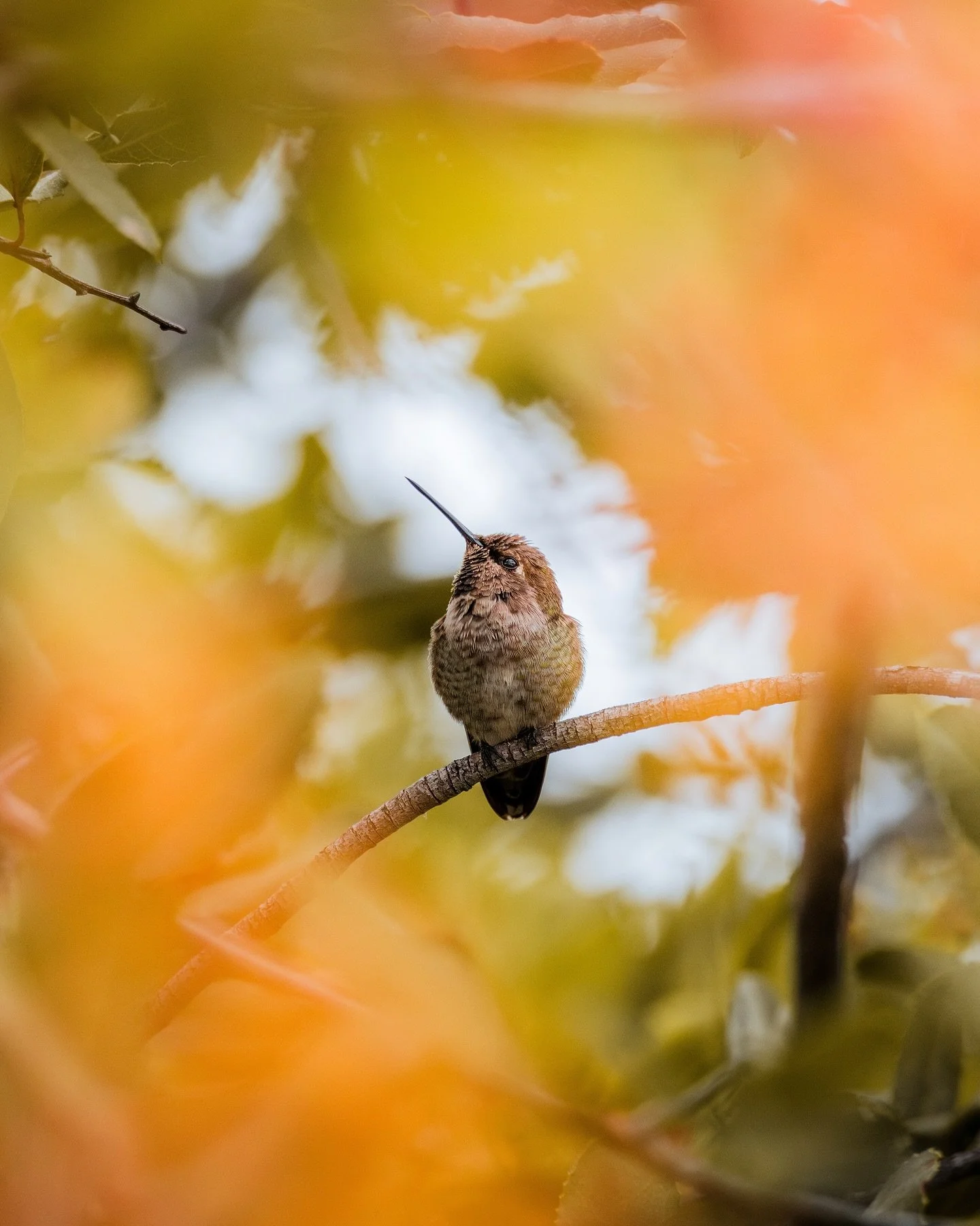 Small bird, big stretch.