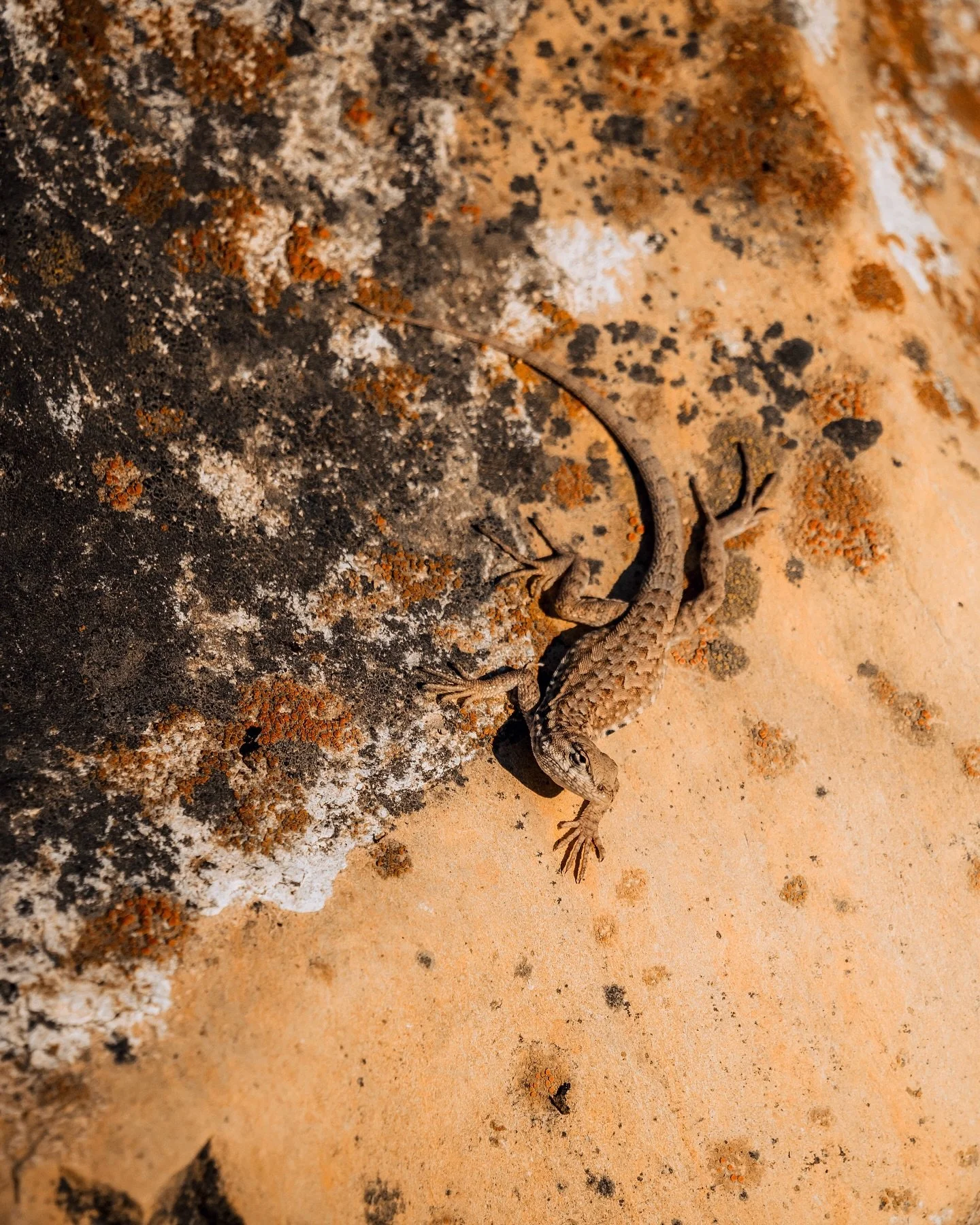 Western fence lizard or &ldquo;blue belly&rdquo; soaking up the last bit of warmth from the sun.

These photos are both stacks which I&rsquo;ve never tried editing until now. Basically just putting your lens on manual focus, hold down the shutter and