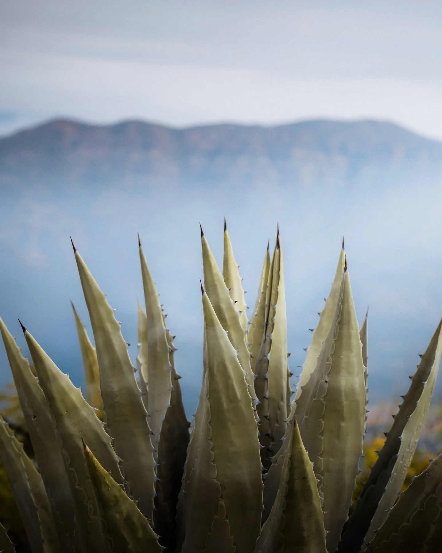 Spiked resilience.

#agave #agaveamericana #ojai #socal