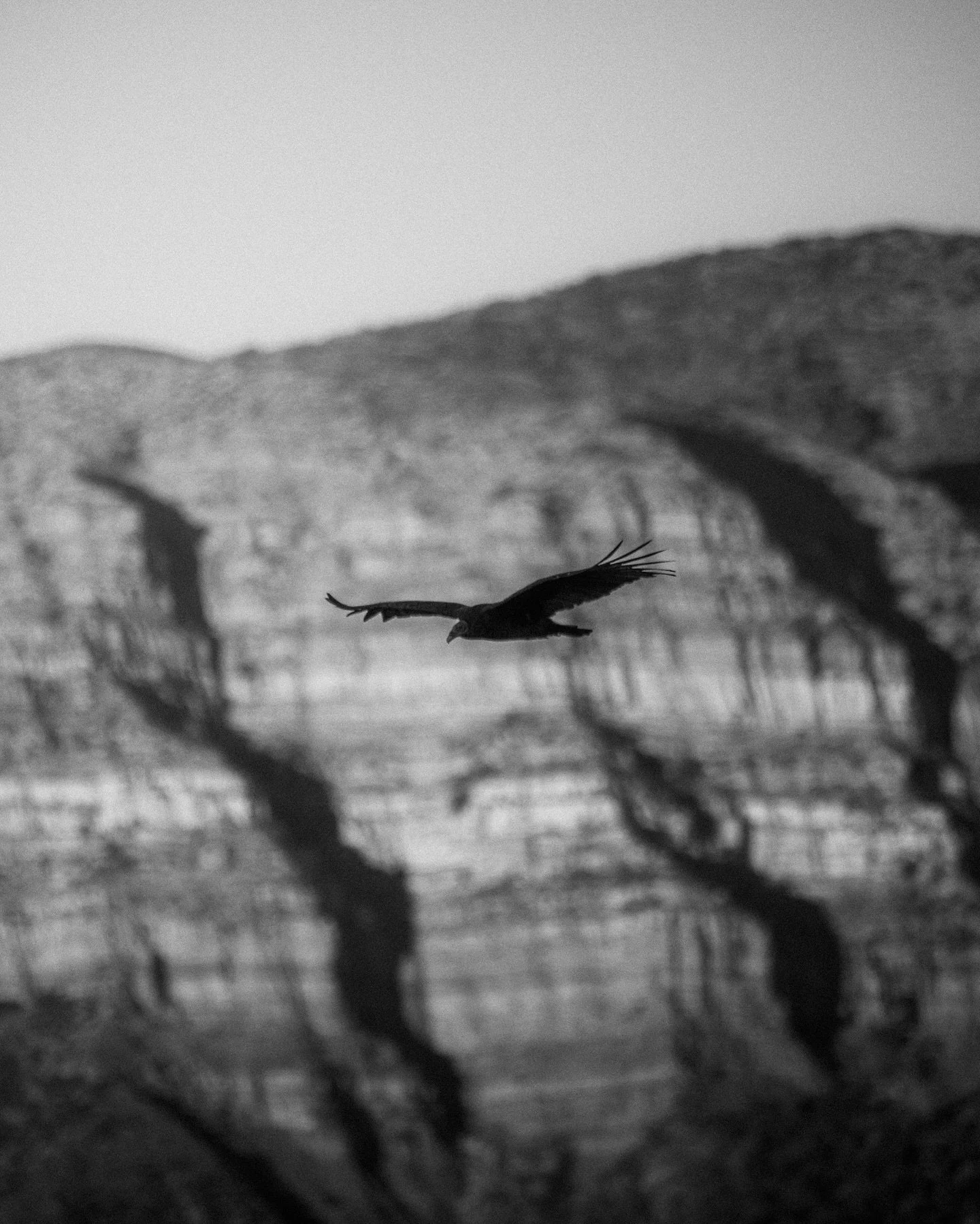 Ojai in black and white - soaring above the ridges and hiding in the forest.

#blackandwhite #turkeyvulture #topatopa #topatopabluff #deer #ojai #ojaivalley