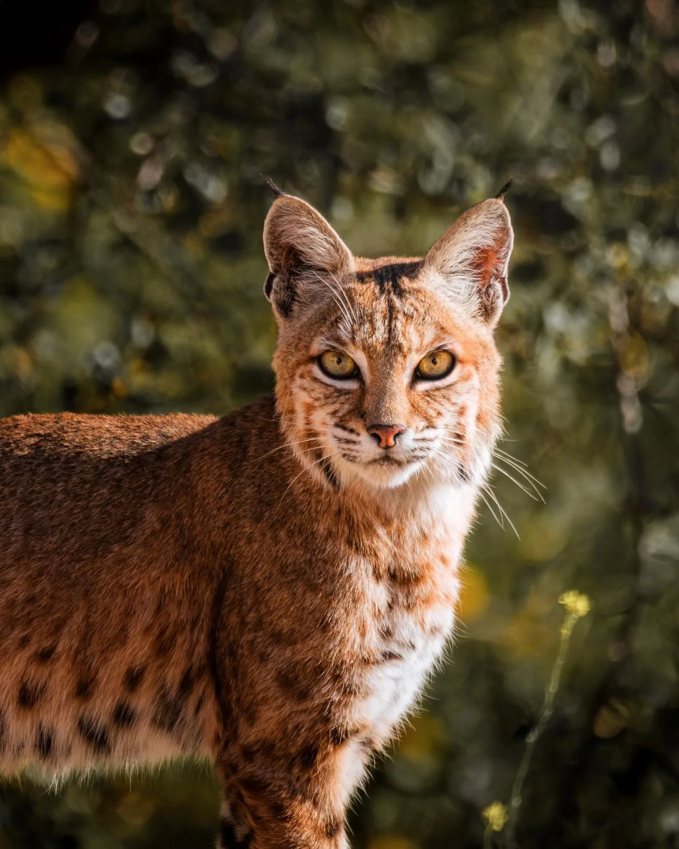 Had some adorable little visitors this morning, also had a missing rooster&hellip;

So clean and healthy, hope they stick around for winter🤞🏼

#bobcat