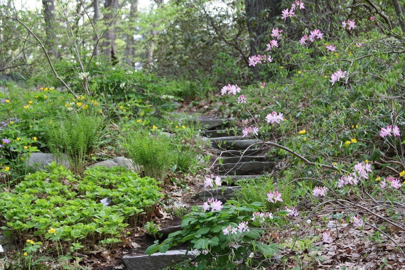 Off The Beaten Path Summer Meanderins: Garden in the Woods