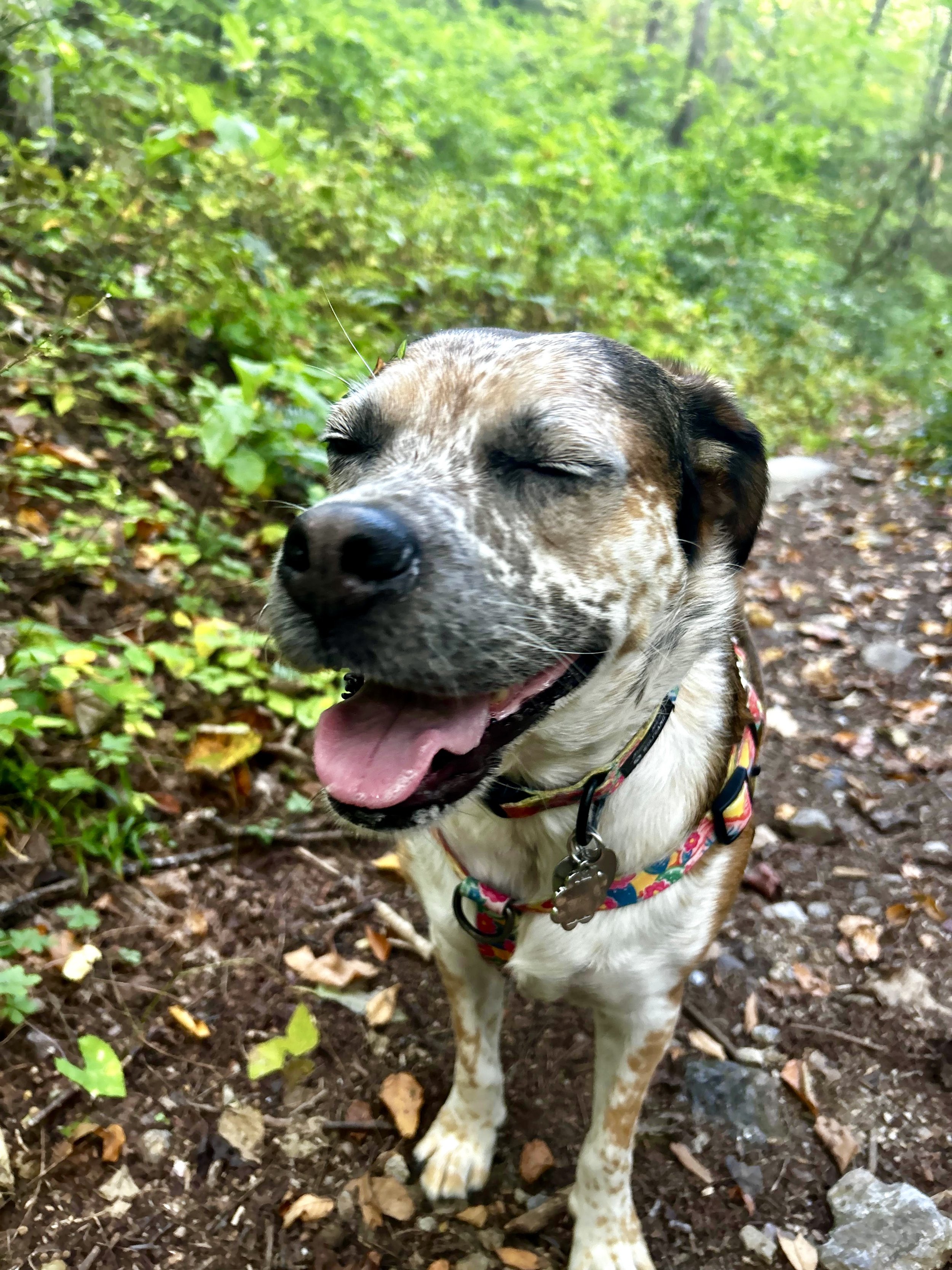 A happy dog with its eyes closed, tongue out, wearing a colorful harness, standing on a dirt trail surrounded by green foliage in a forest.